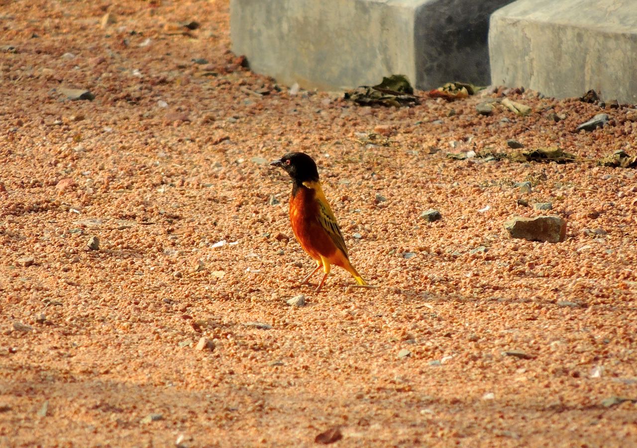 Golden-backed Weaver