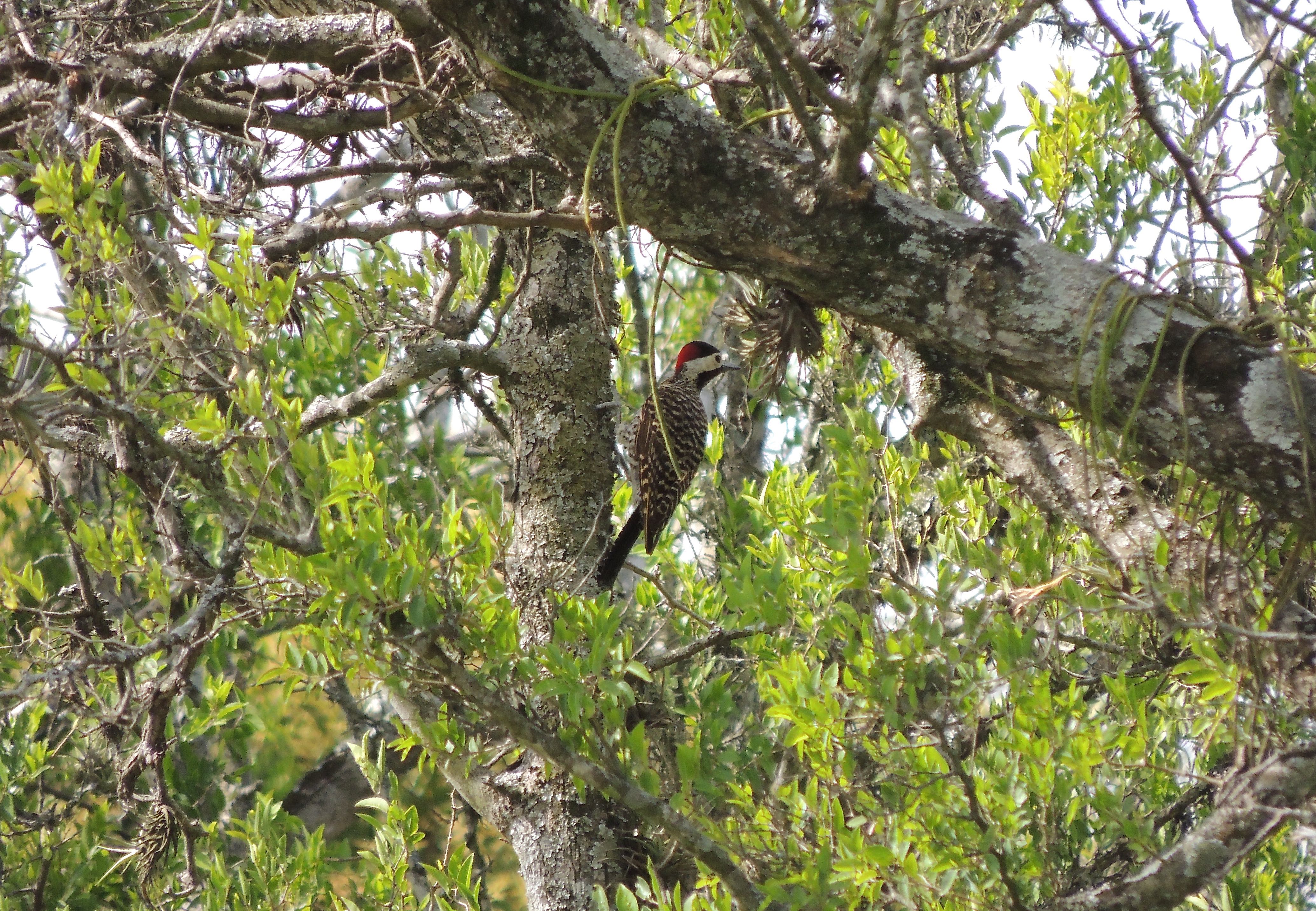 Green-backed Woodpecker