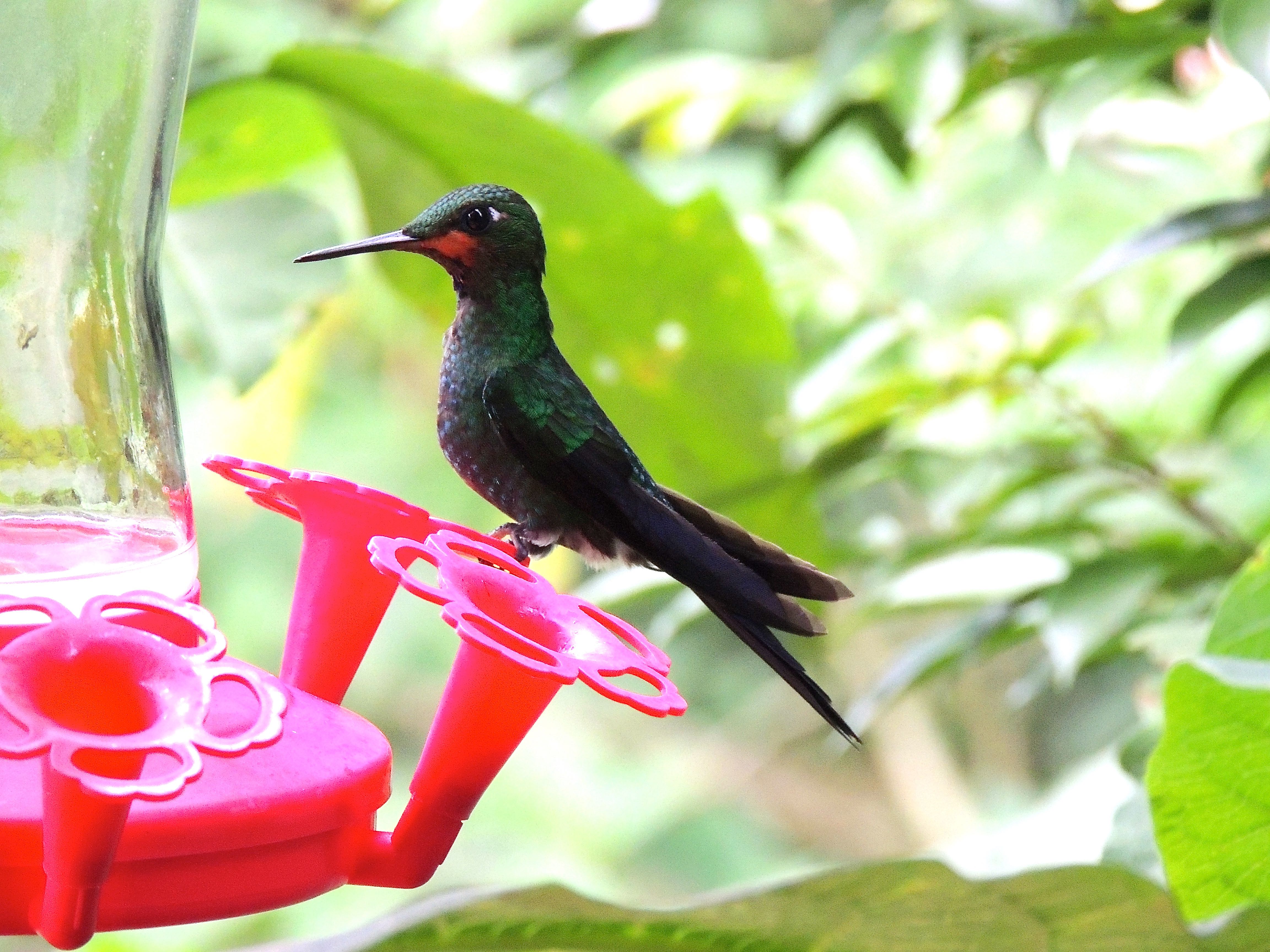 Green-crowned Brilliant