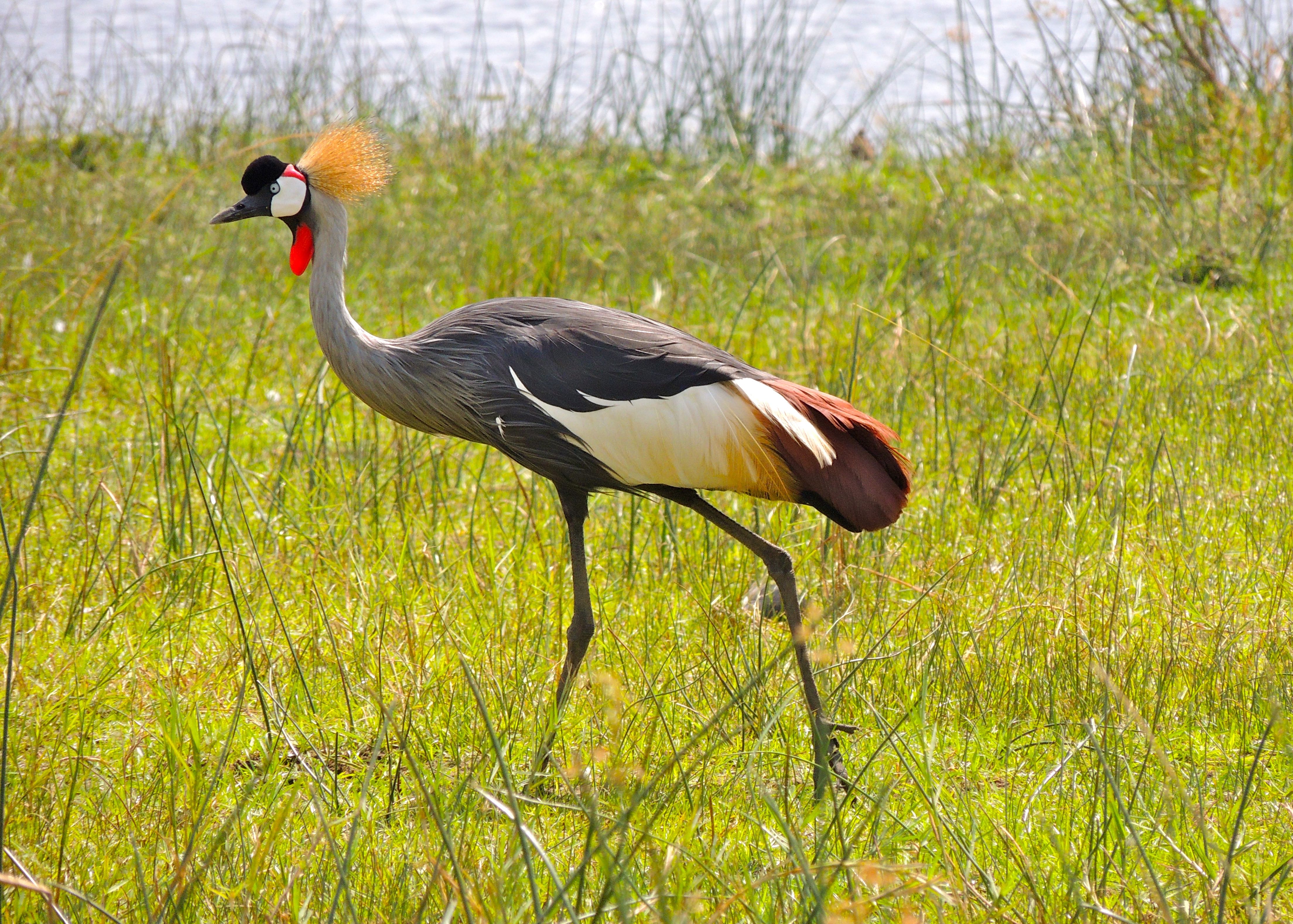 Grey Crowned Crane