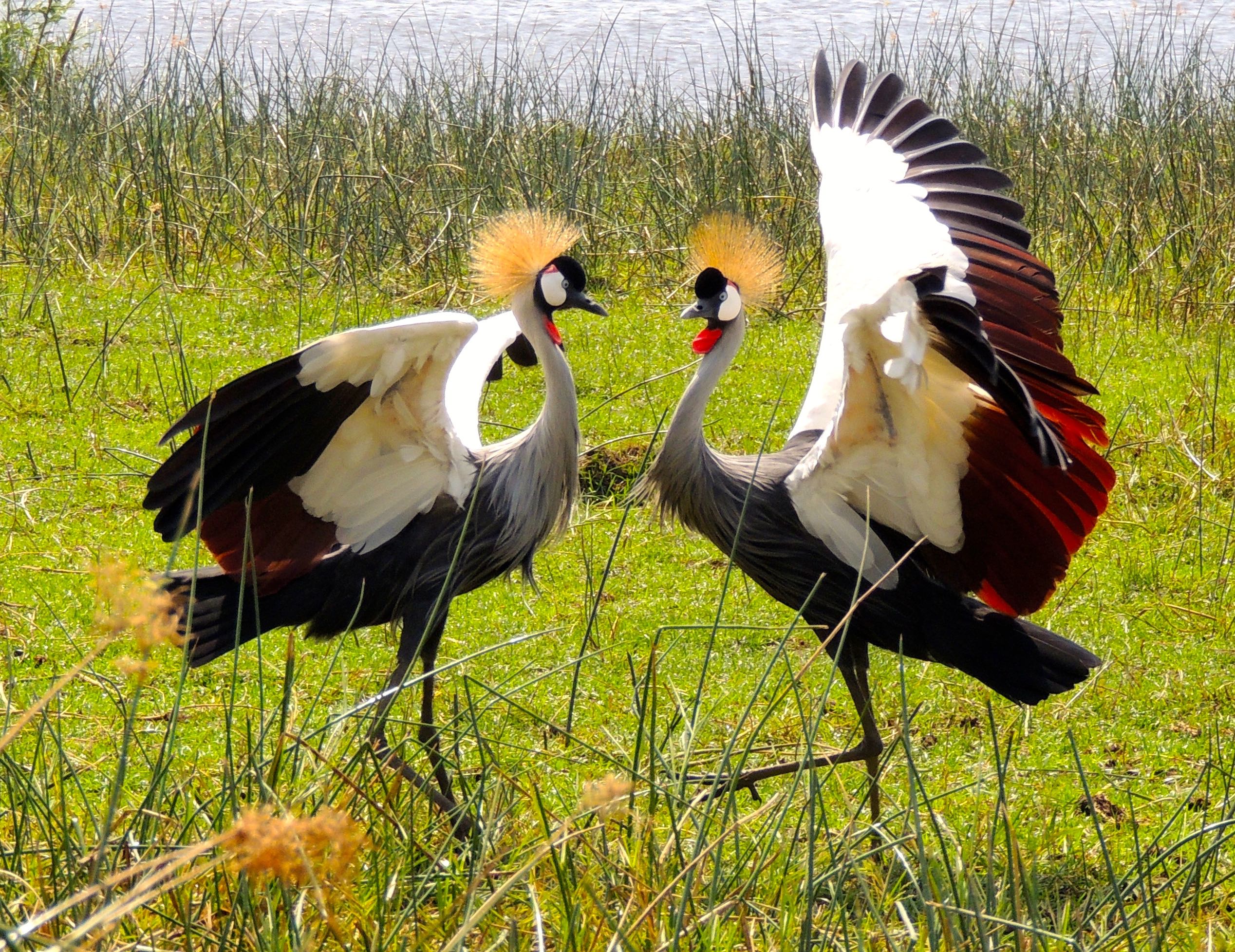 Grey Crowned Cranes