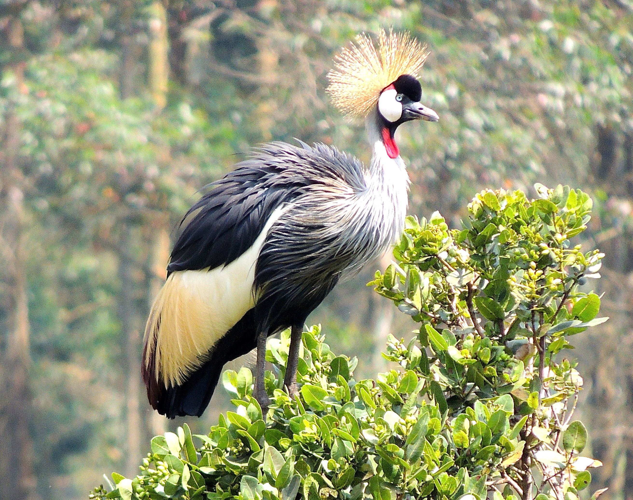 Grey Crowned Cranes