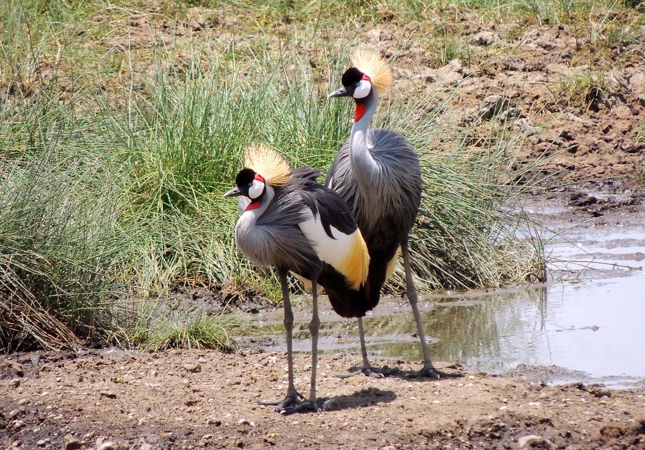 Grey Crowned Cranes