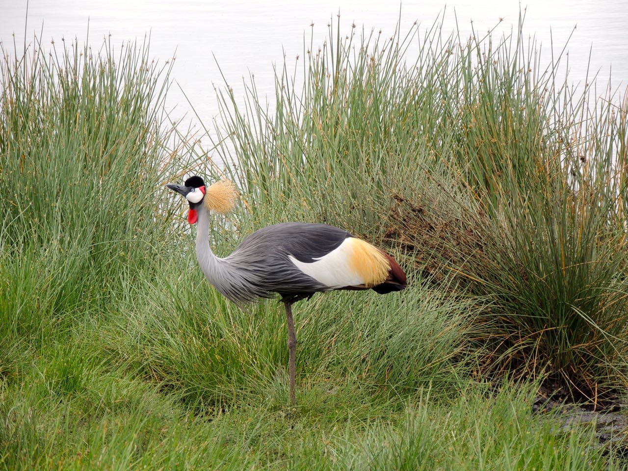 Grey Crowned Crane