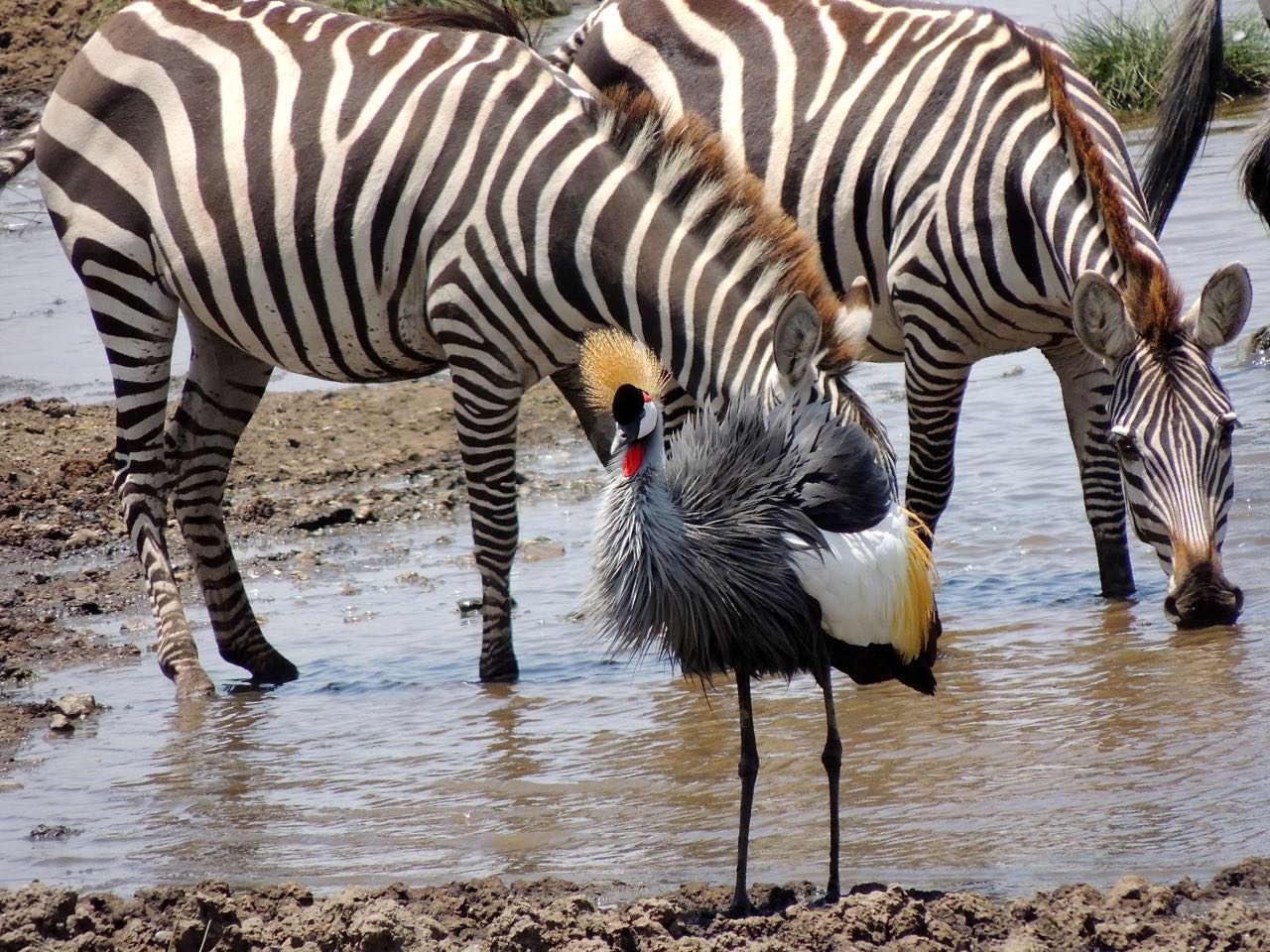 Grey Crowned Crane and Plains Zebras