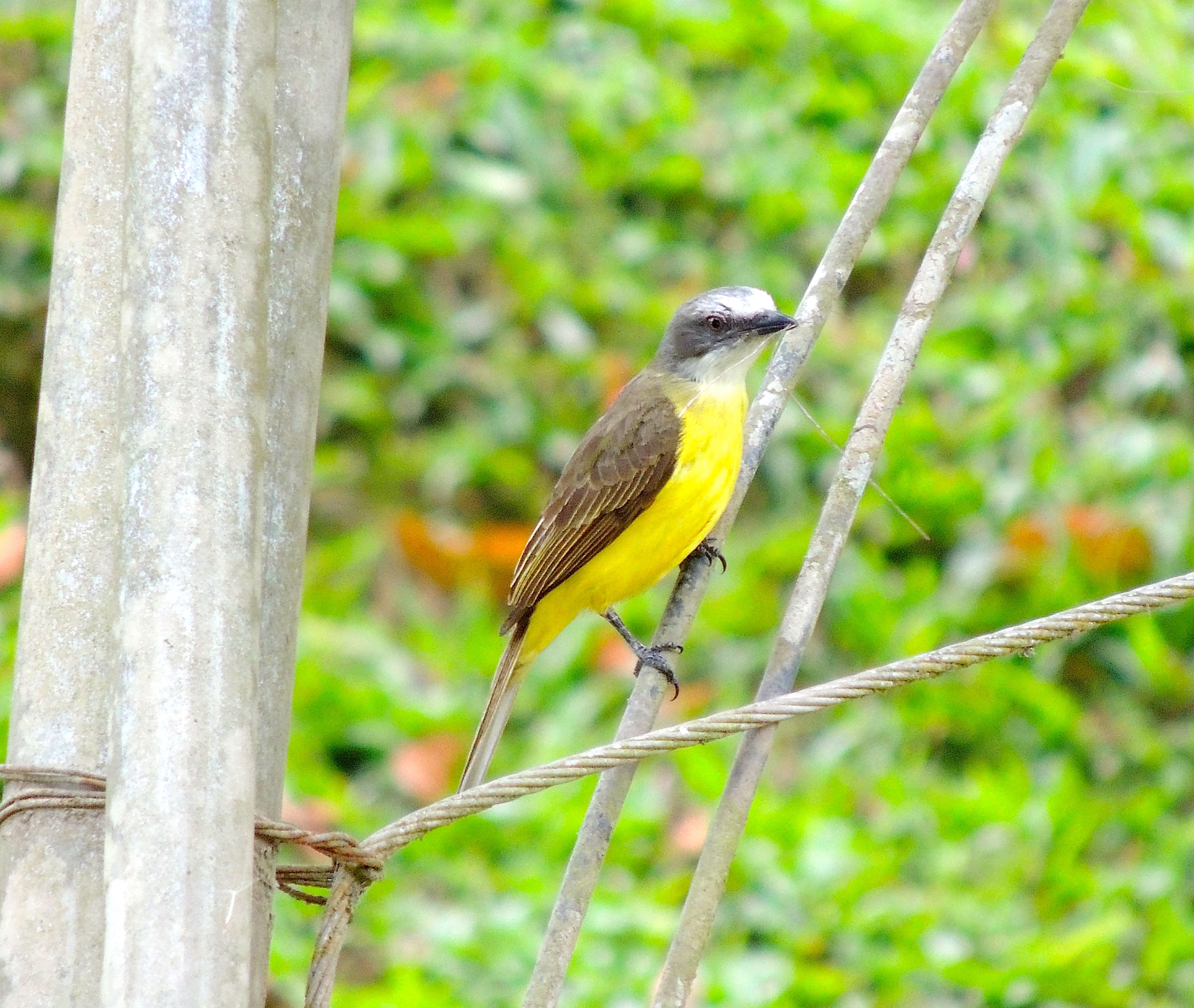 Gray-capped Flycatcher