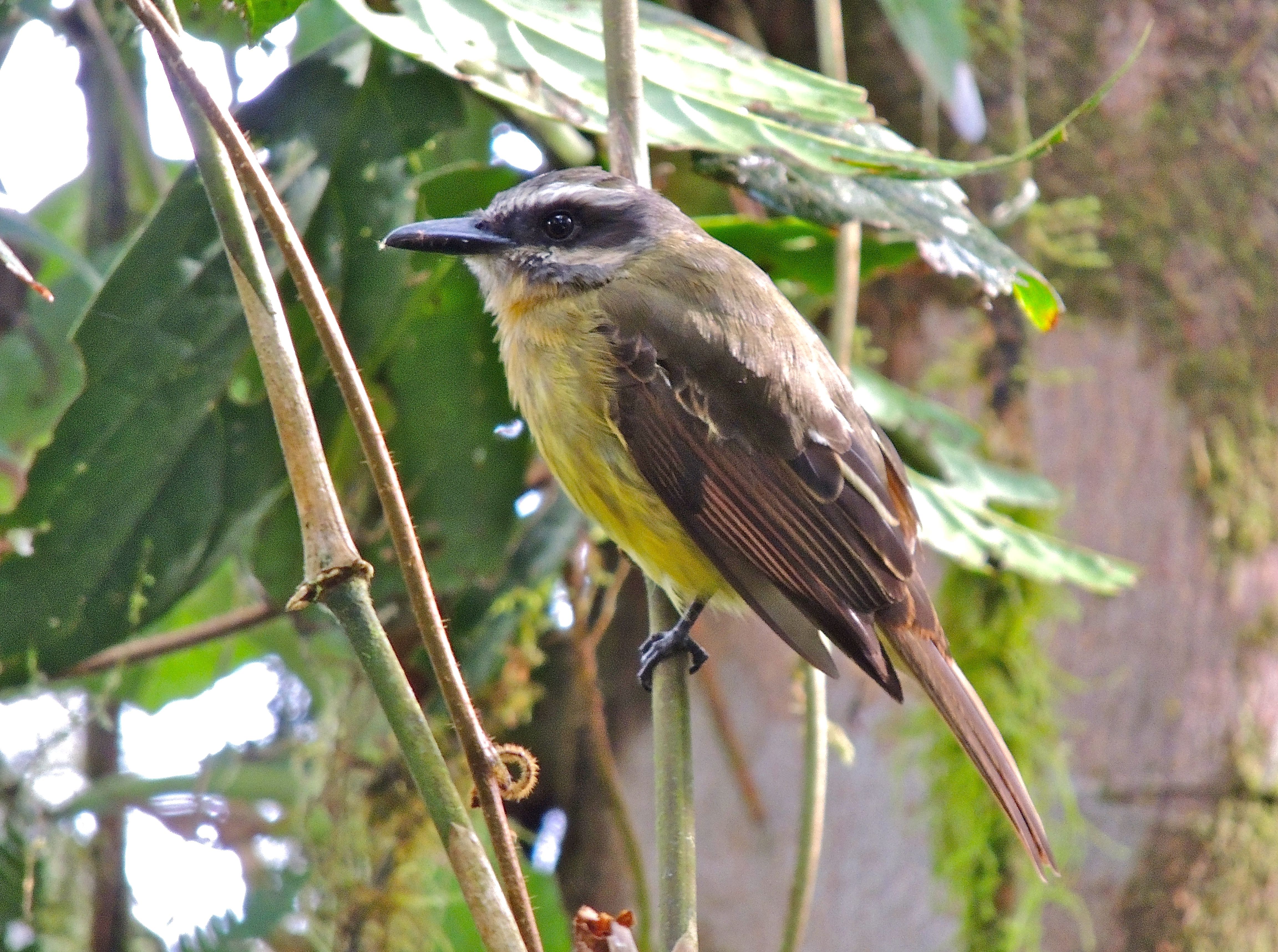 Golden-crowned Flycatcher