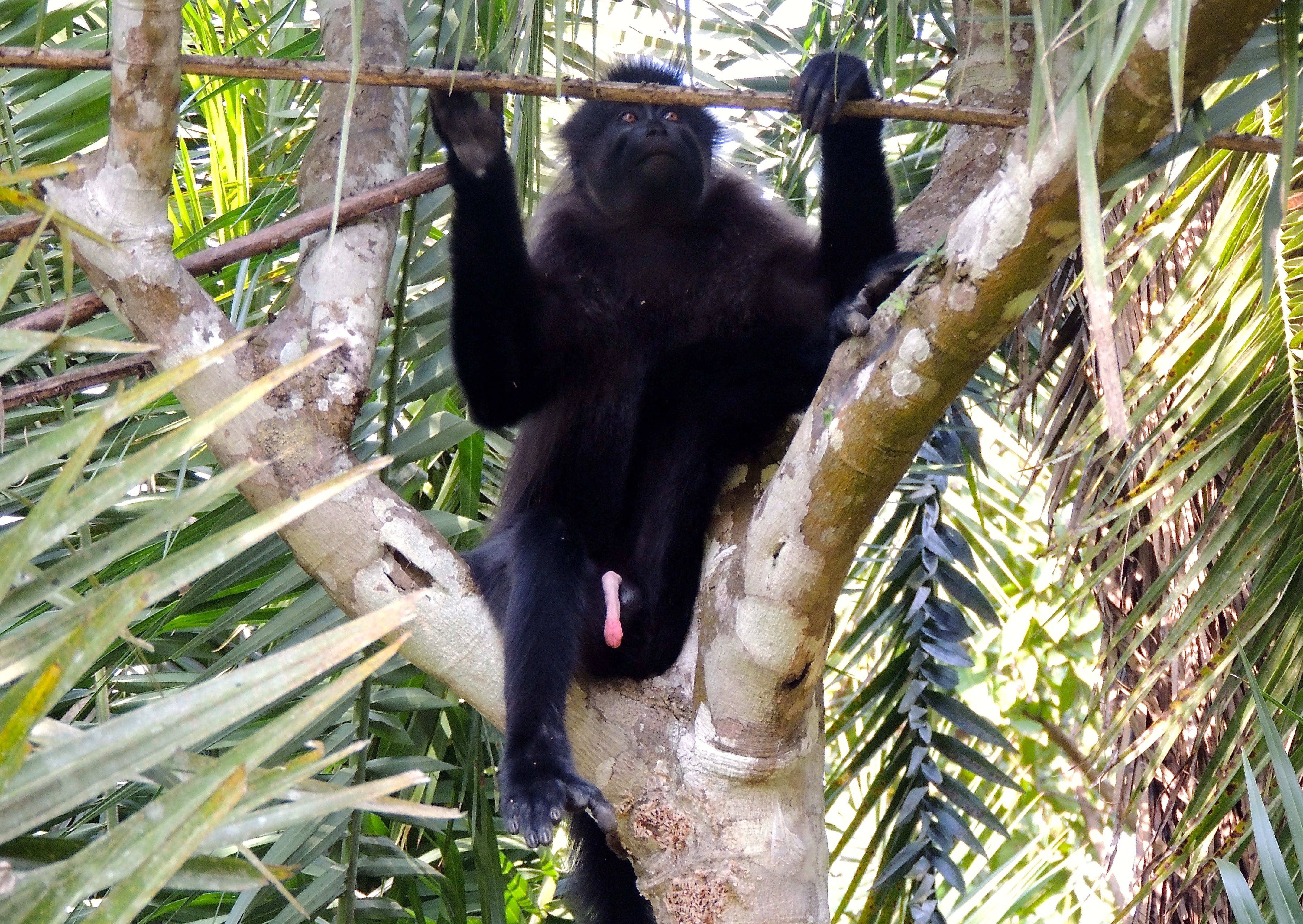 Grey-cheeked Mangabey