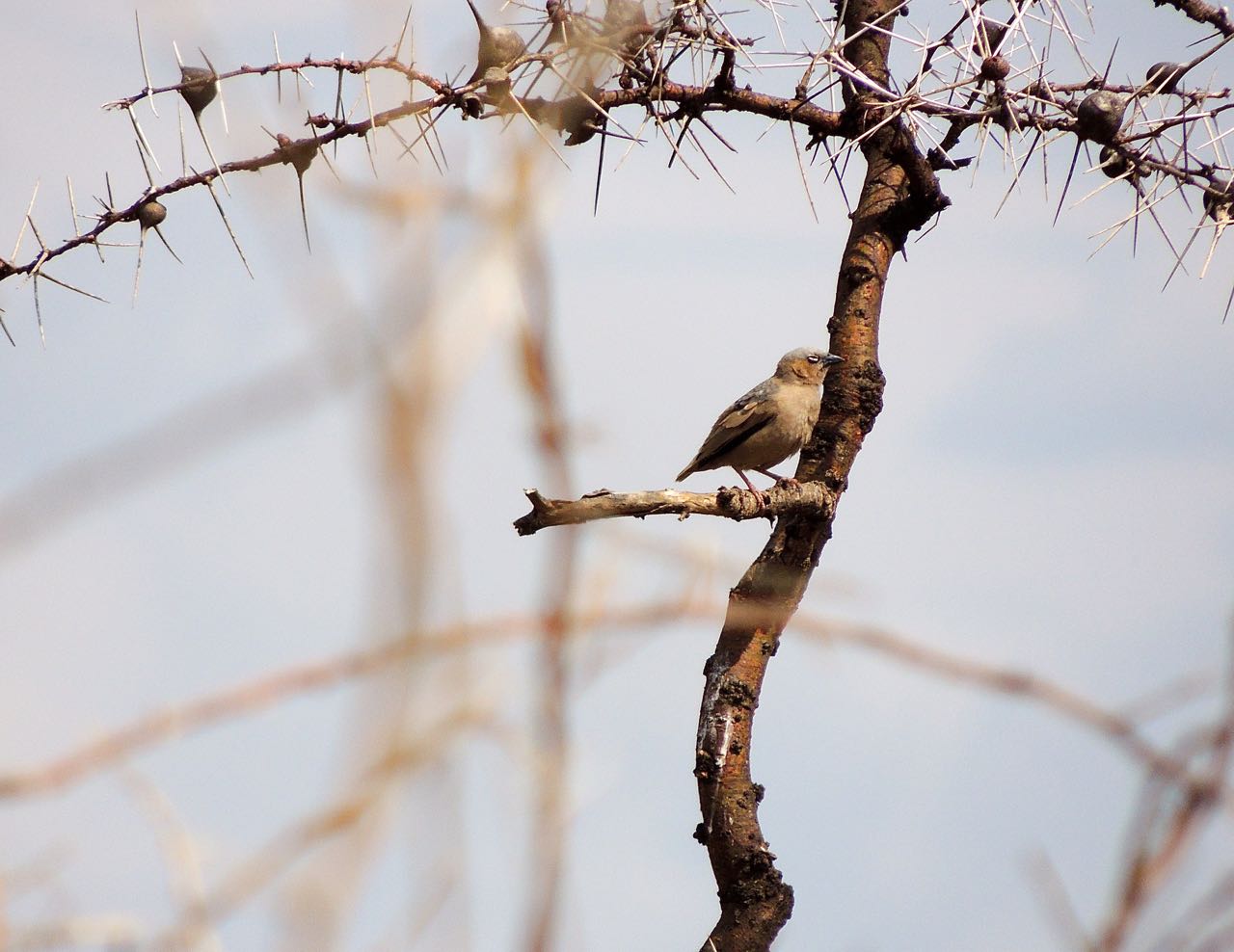 Grey-capped Social Weaver