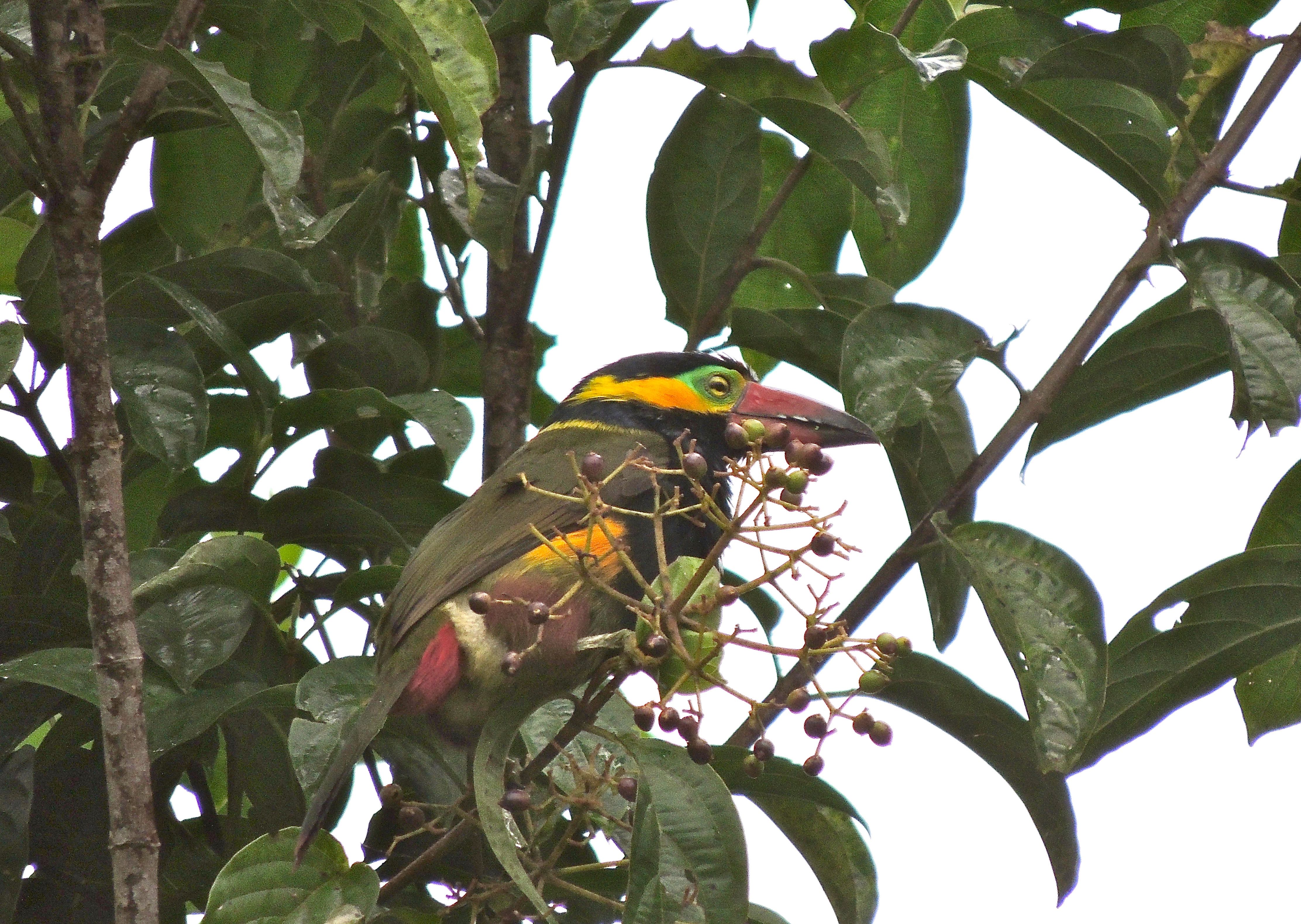 Golden-collared Toucanet