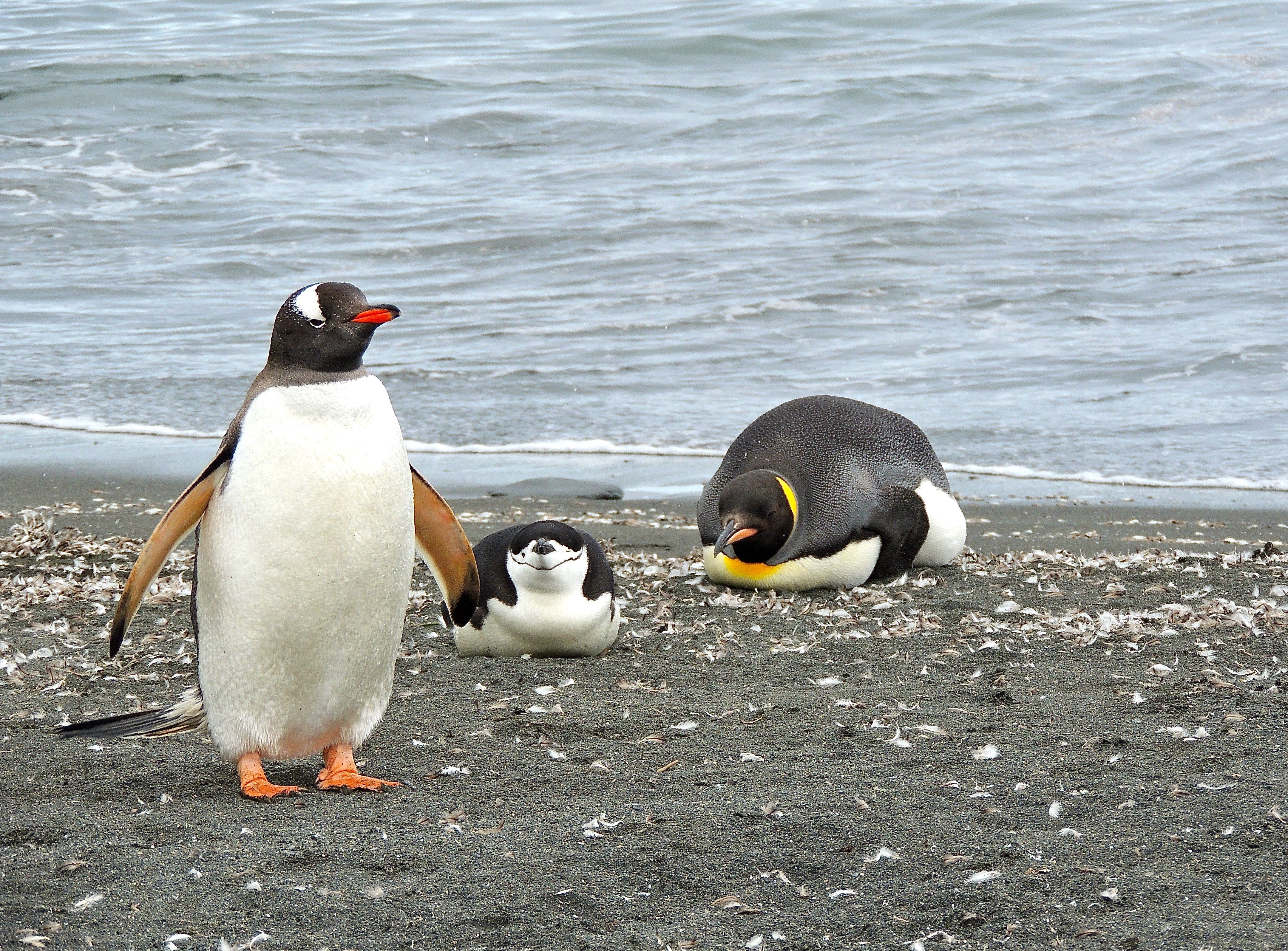 Gentoo Penguins