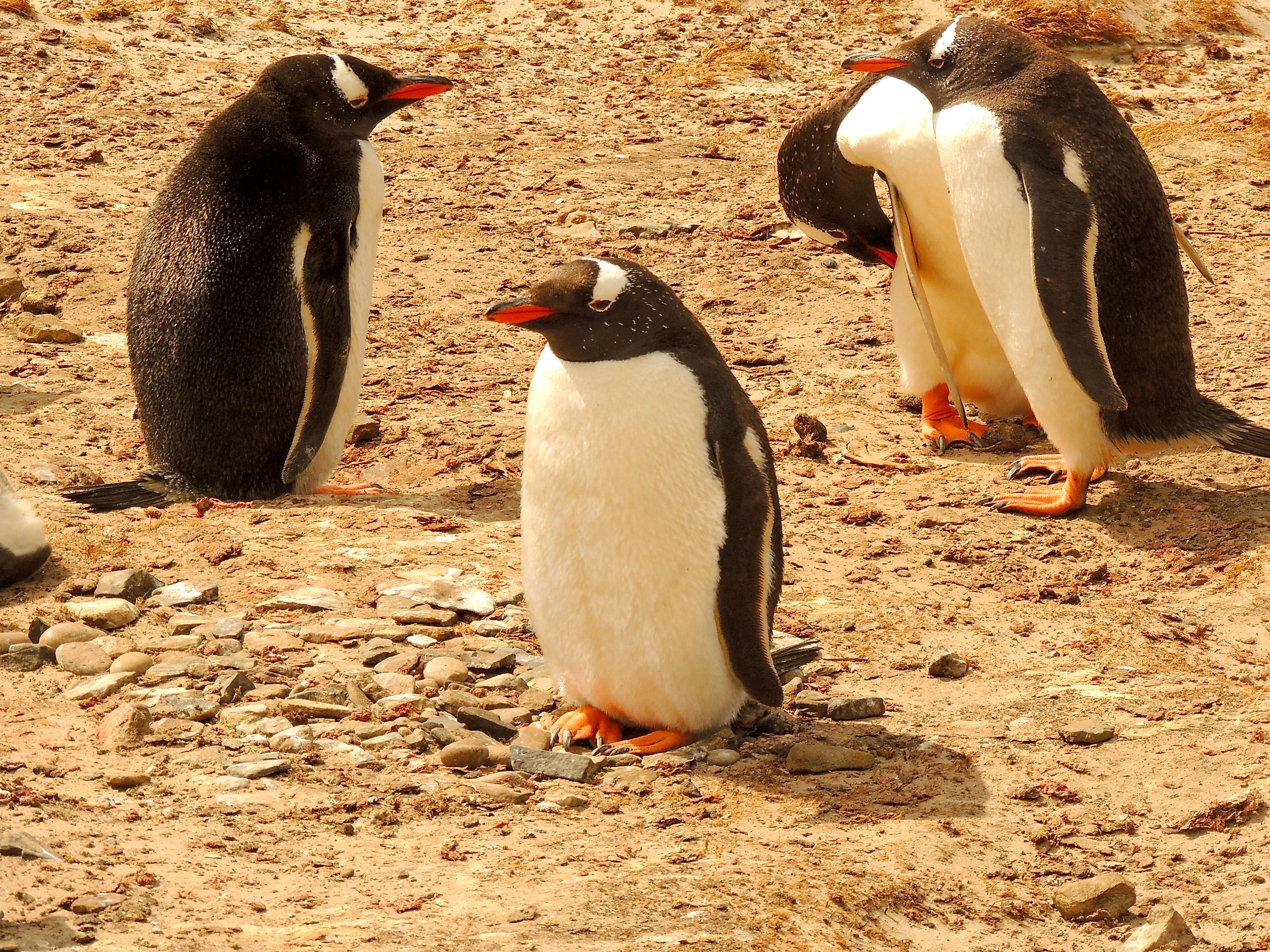 Gentoo Penguins