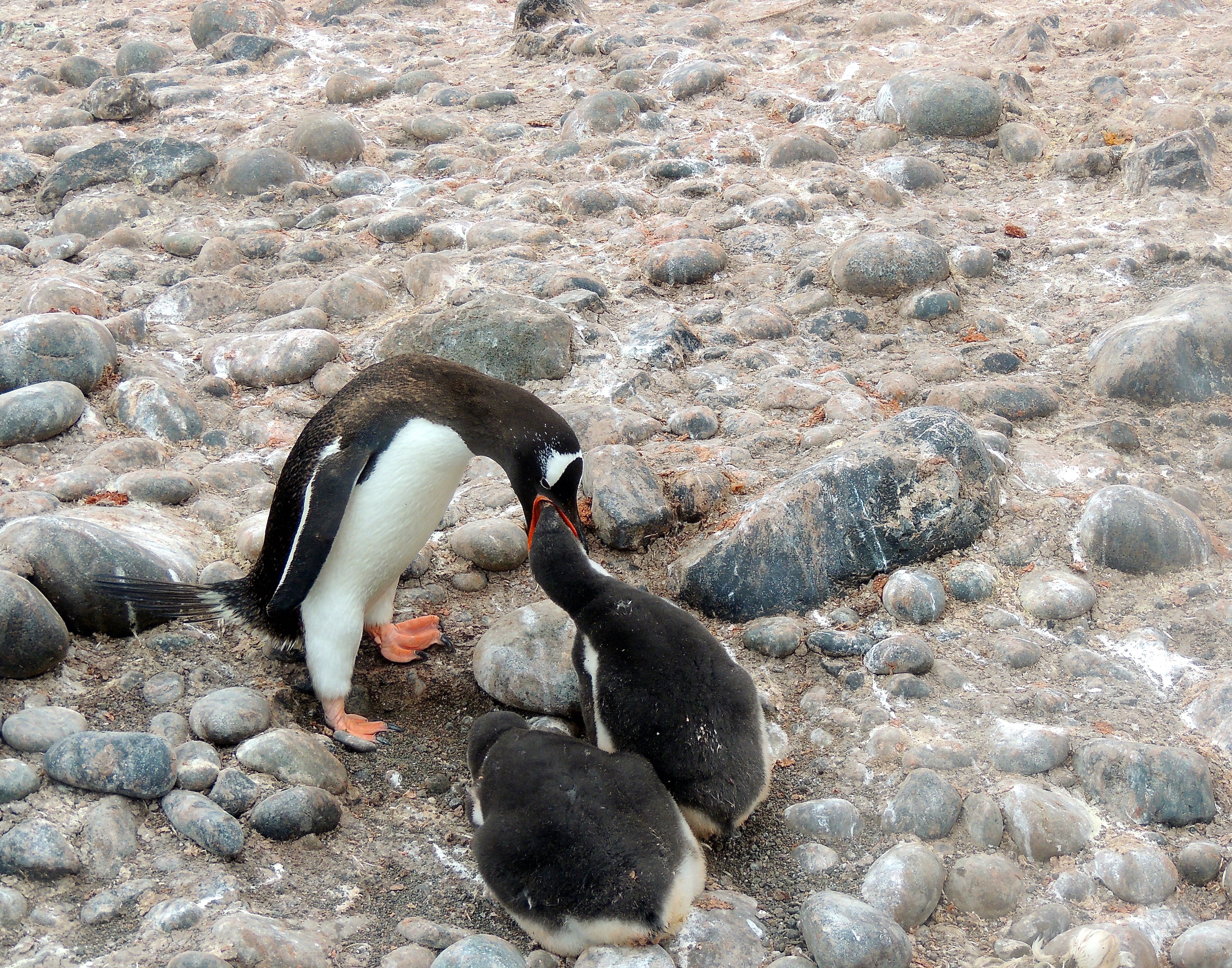 Gentoo Penguin