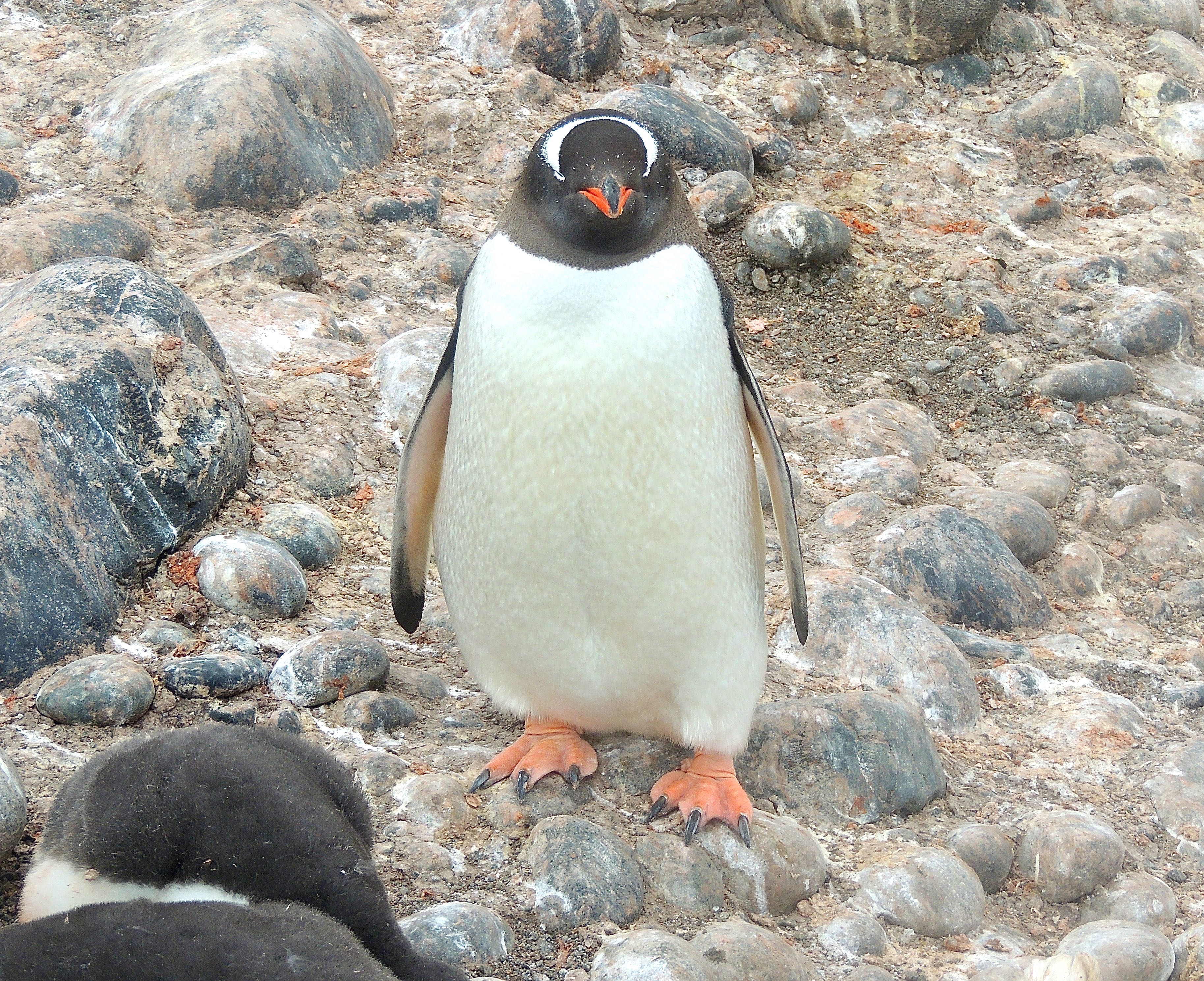 Gentoo Penguin