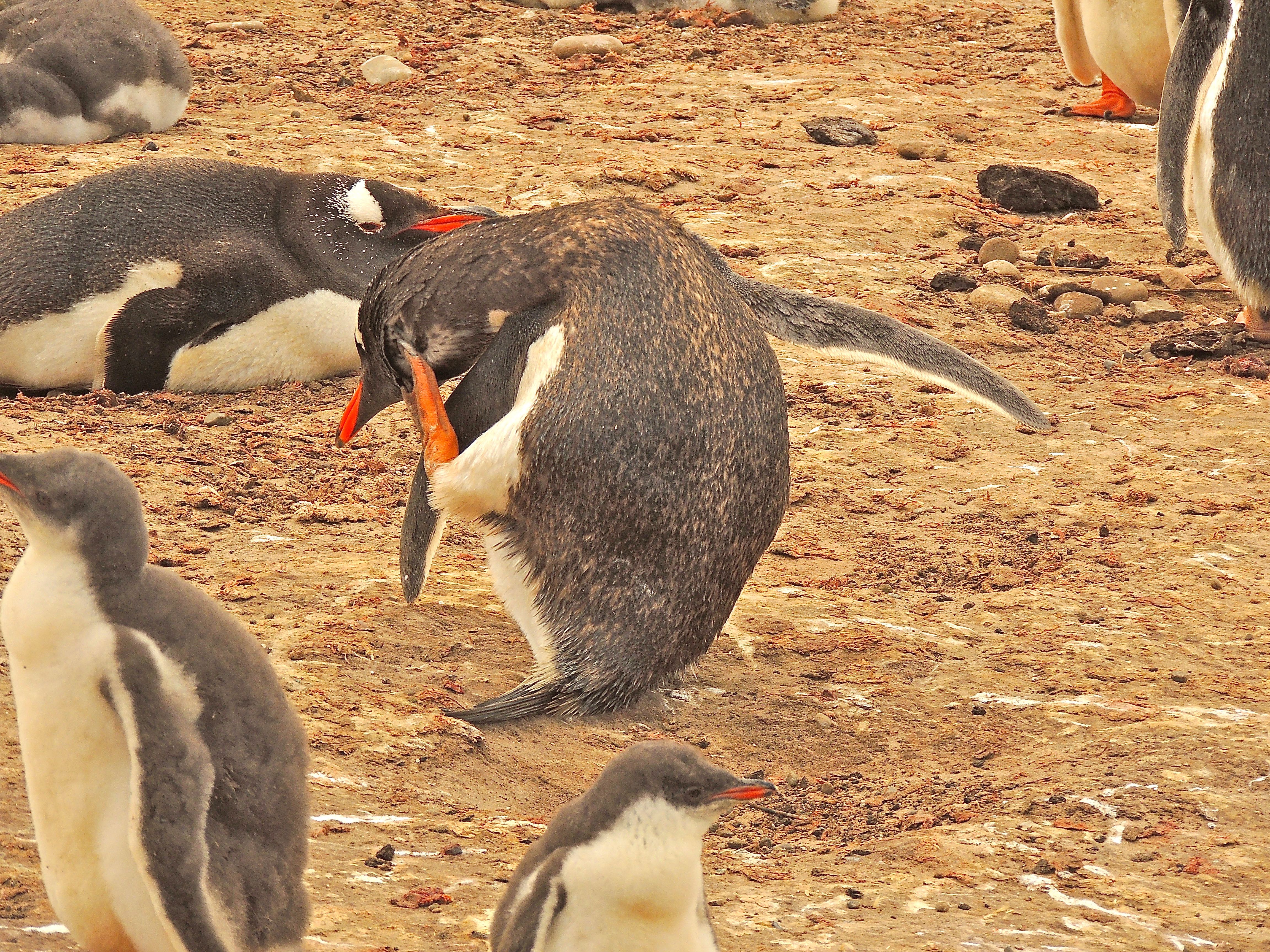 Gentoo Penguins