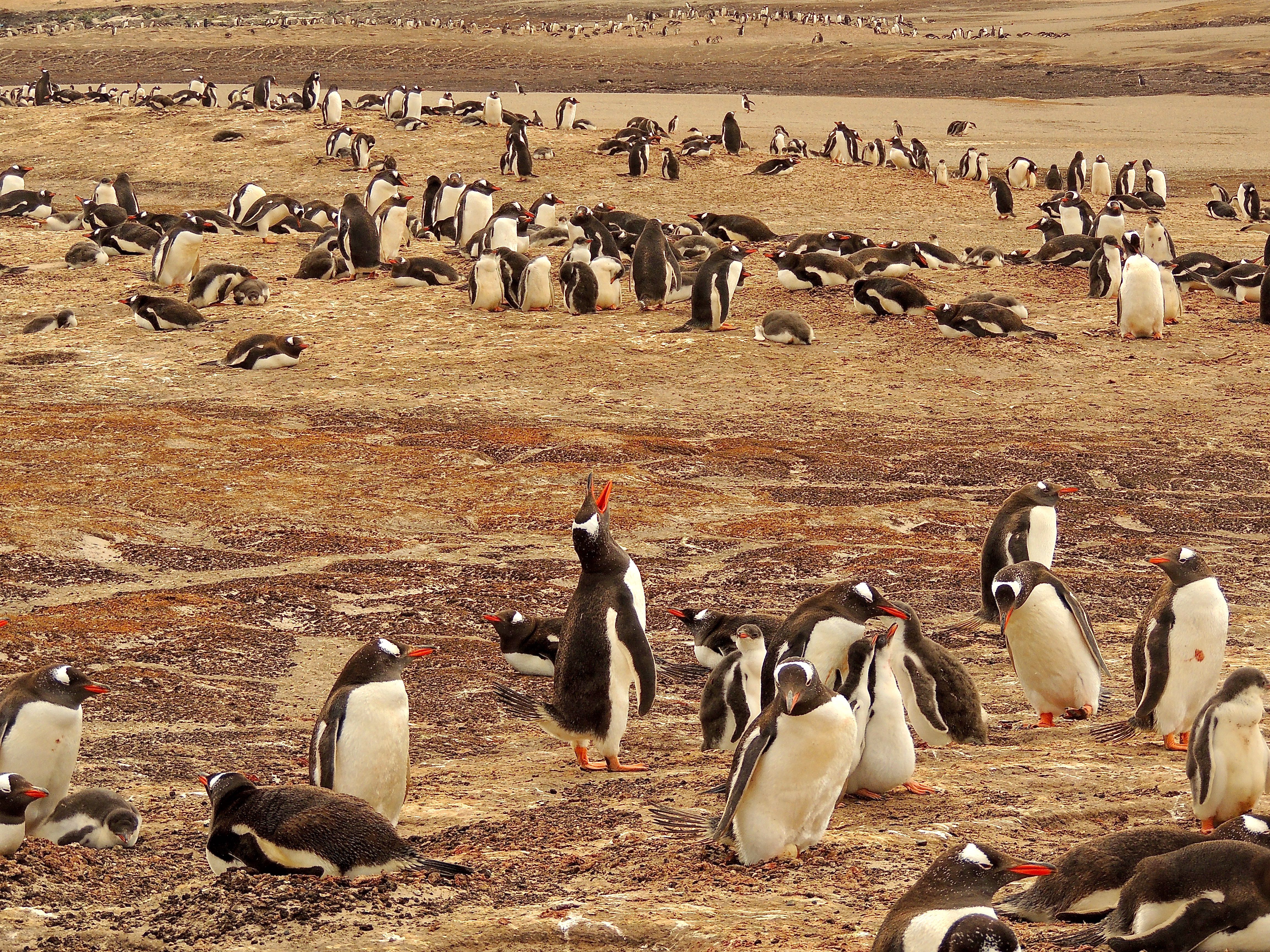 Gentoo Penguins