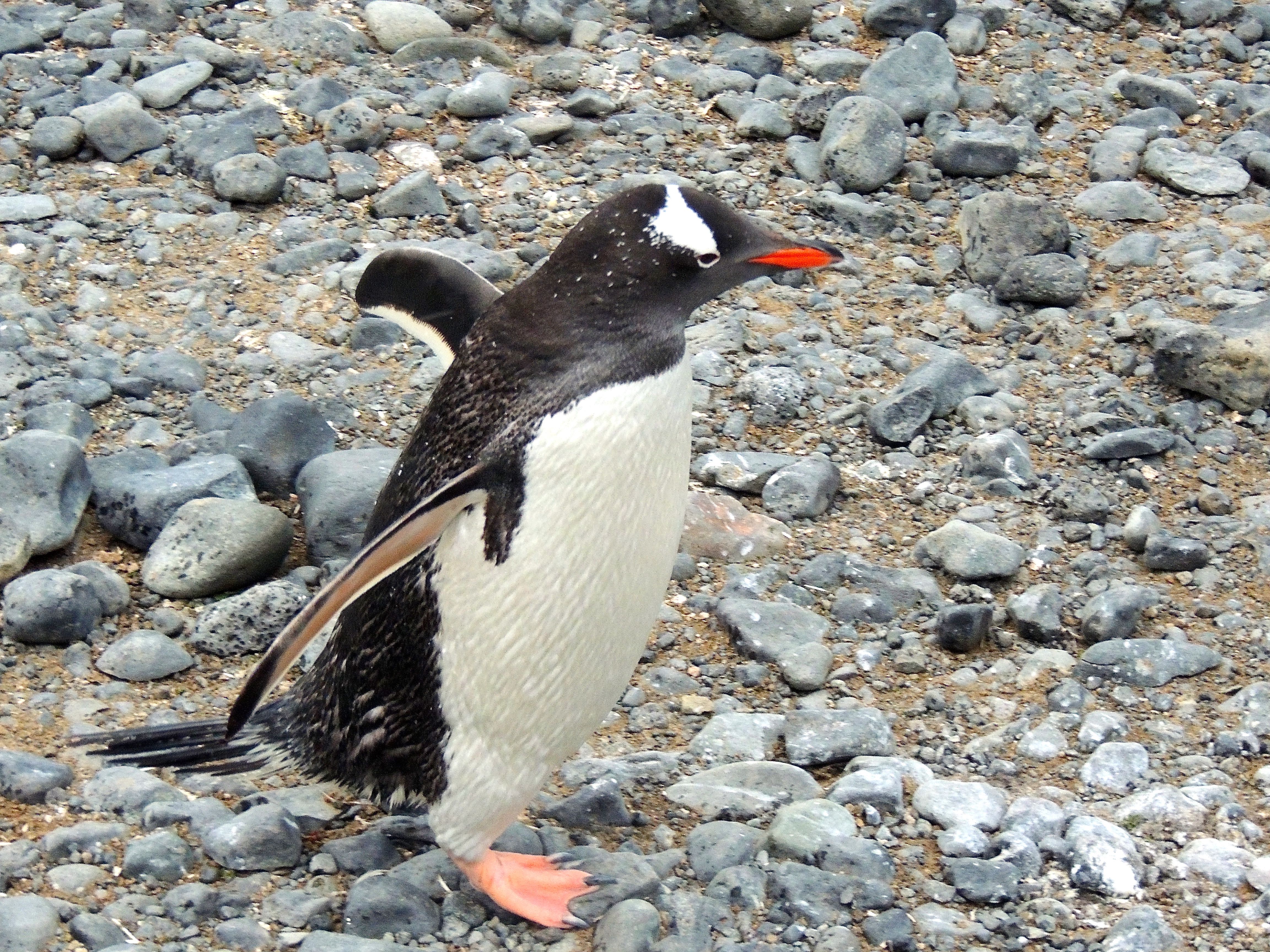 Gentoo Penguin