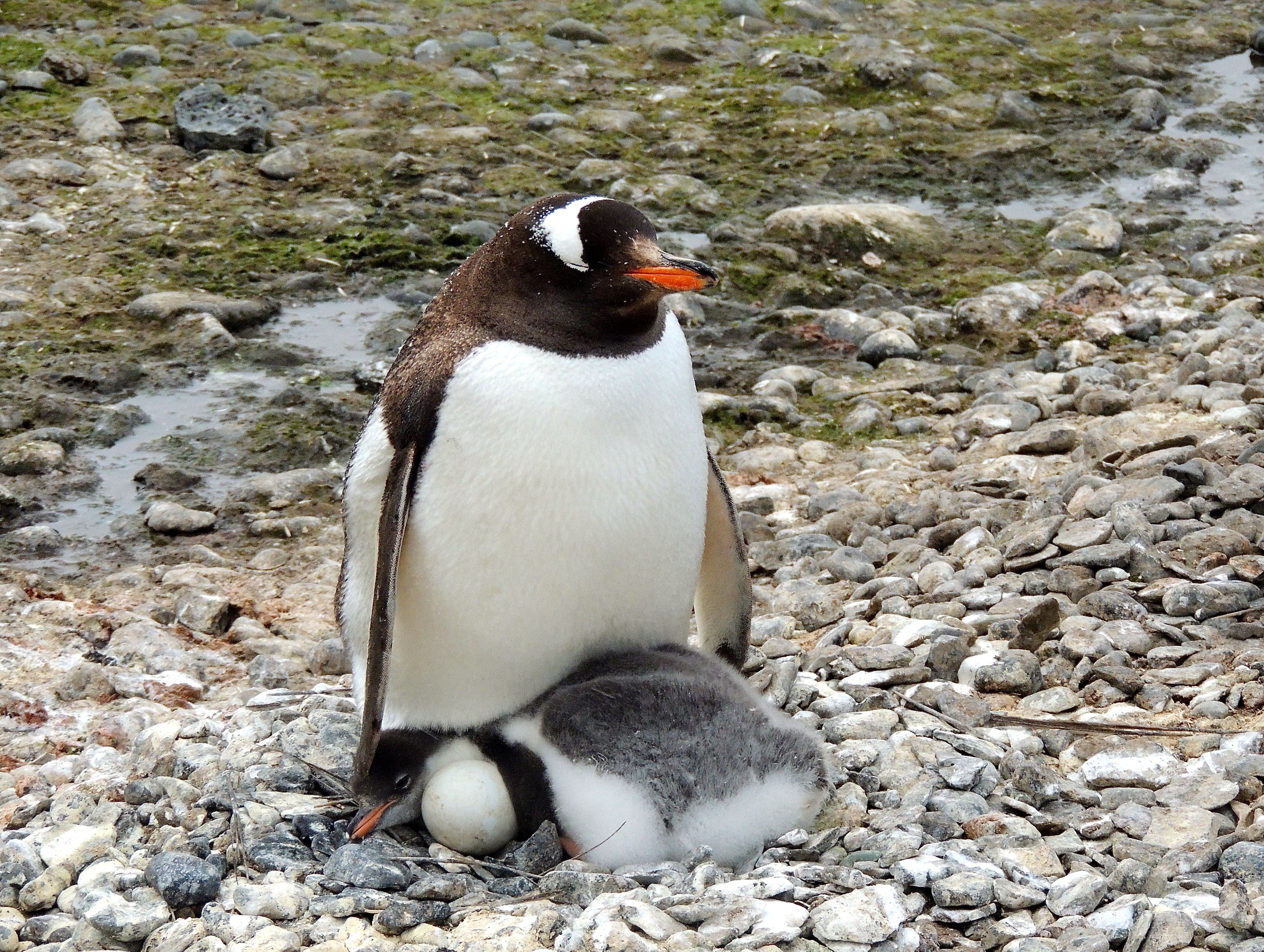 Gentoo Penguins