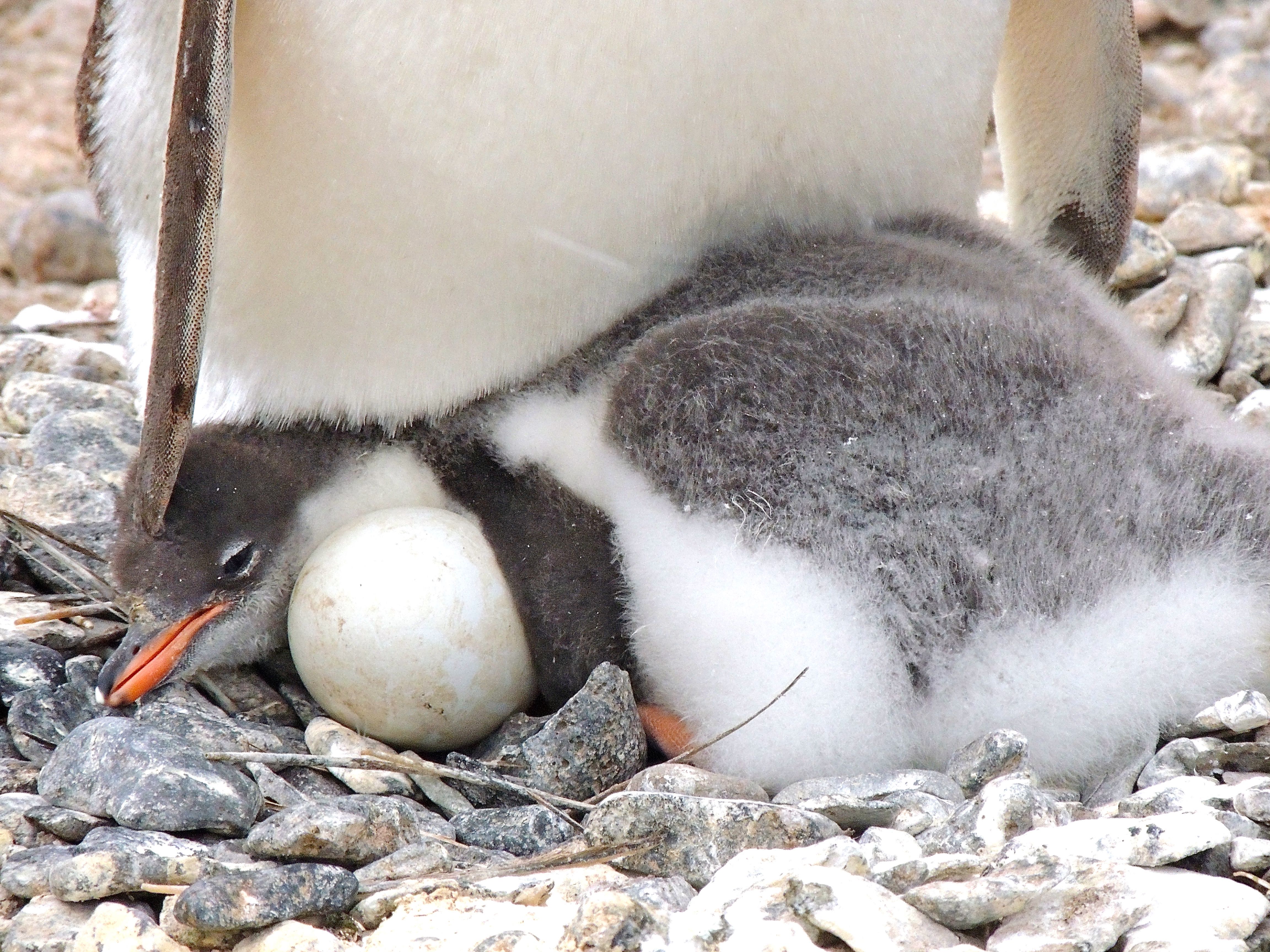 Gentoo Penguins