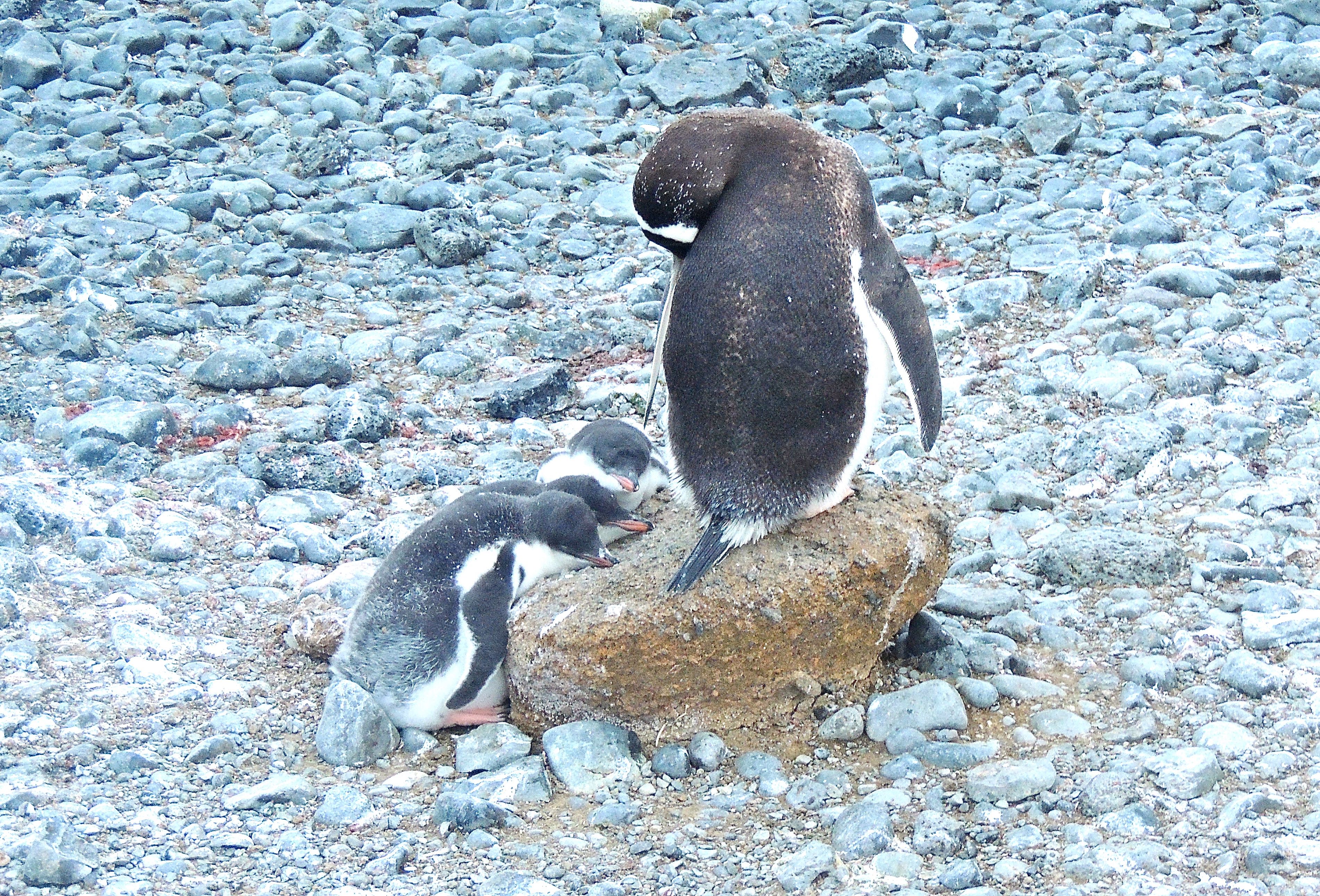 Gentoo Penguins