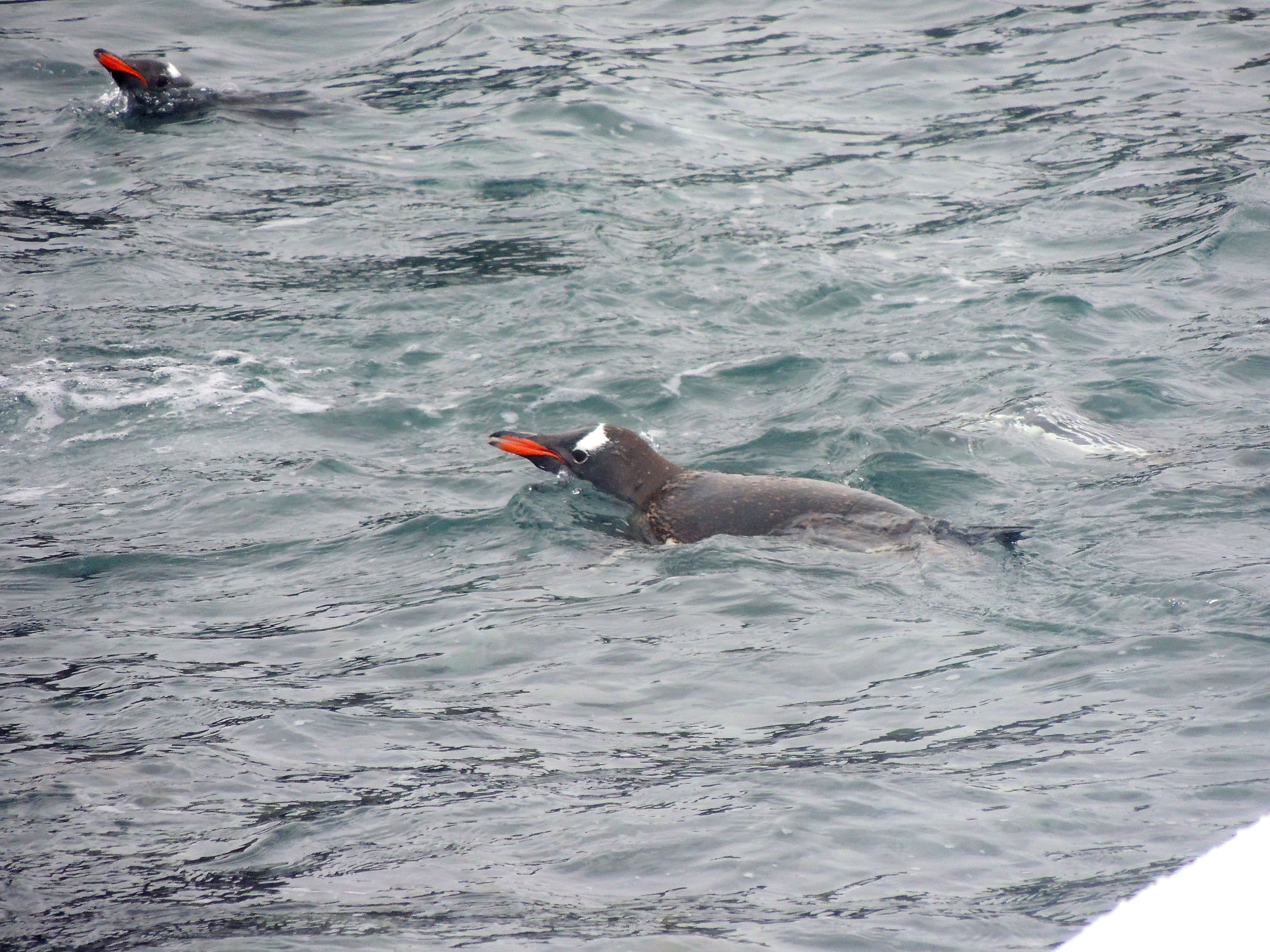 Gentoo Penguins