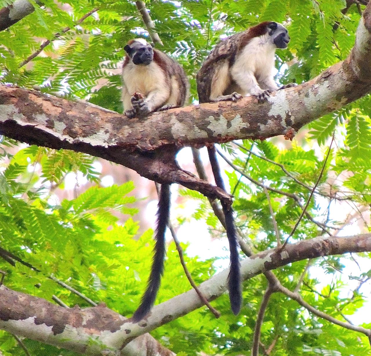 Geoffroy's Tamarins