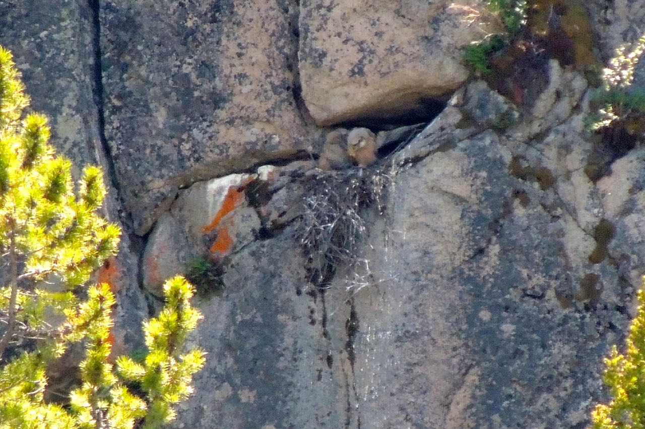 Great Gray Owl Nest