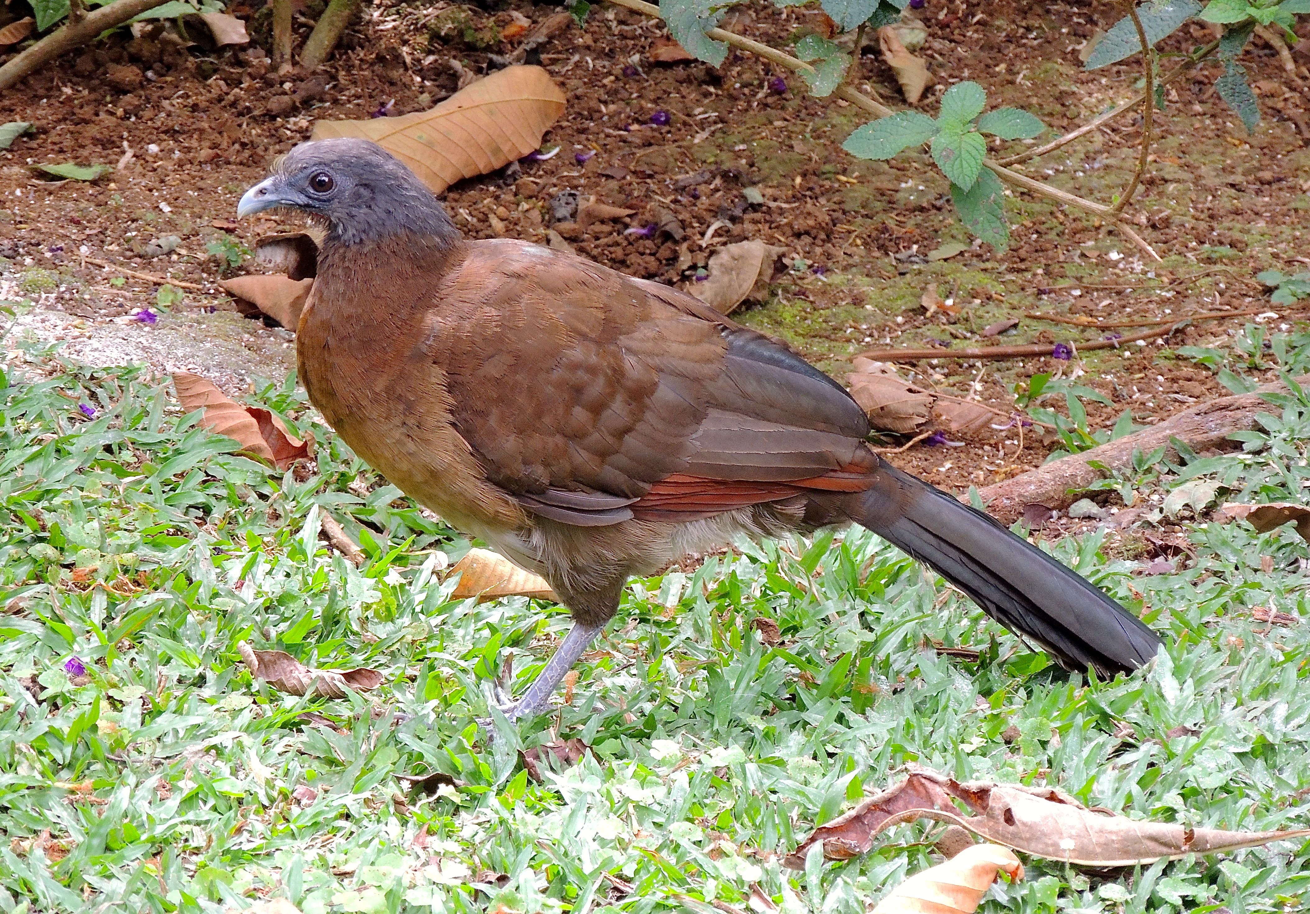 Gray-headed Chachalaca