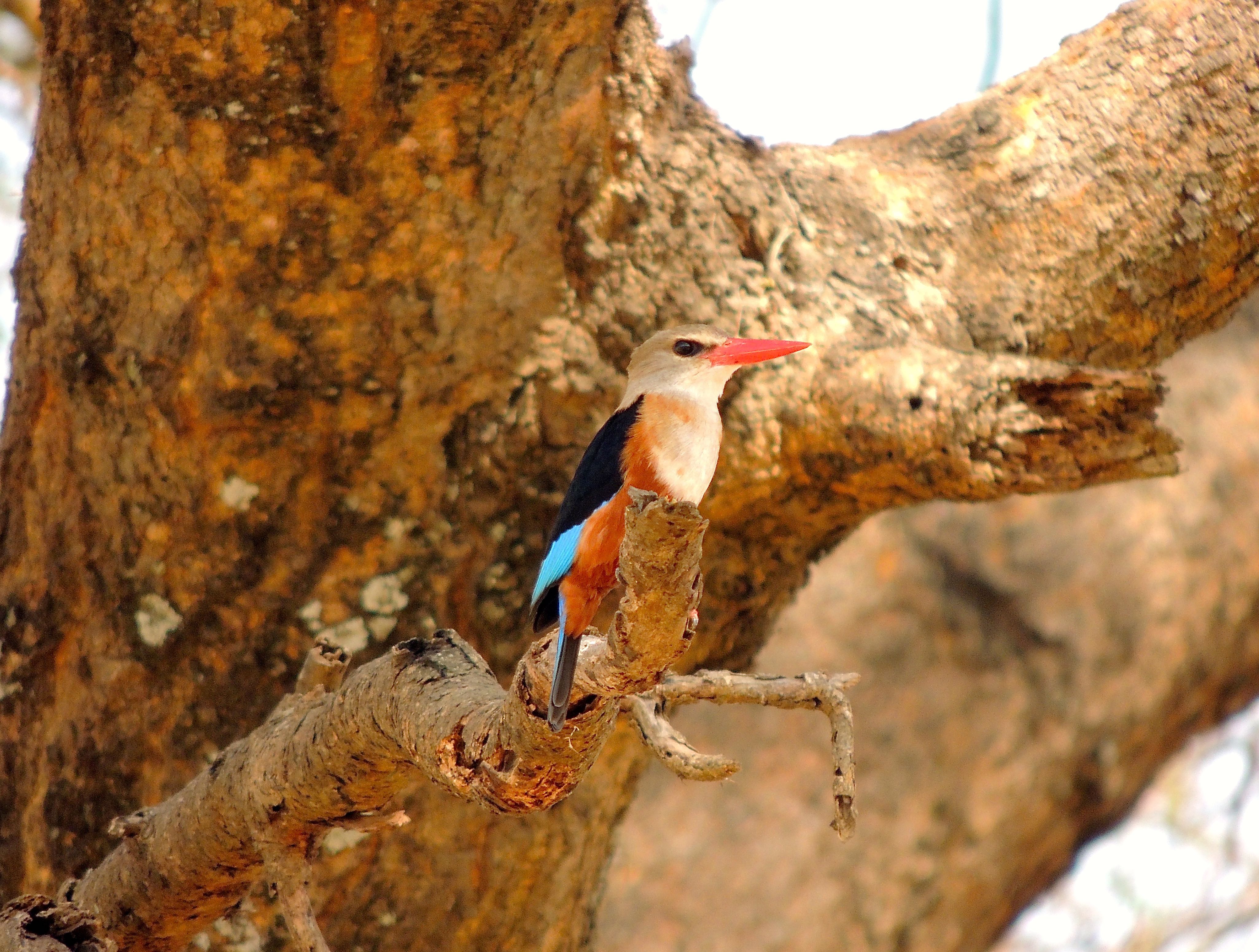 Gray-headed Kingfisher