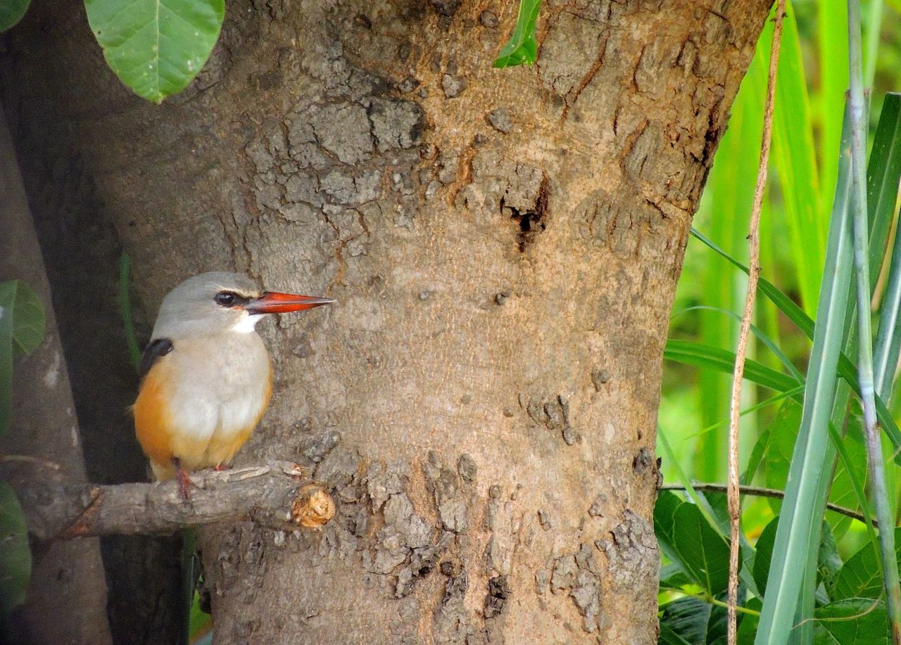 Grey-headed Kingfisher