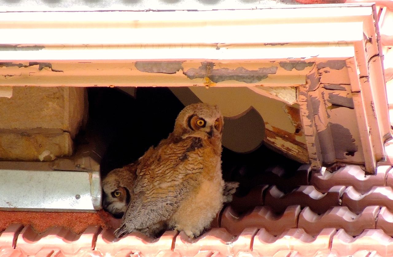 Great Horned Owlets