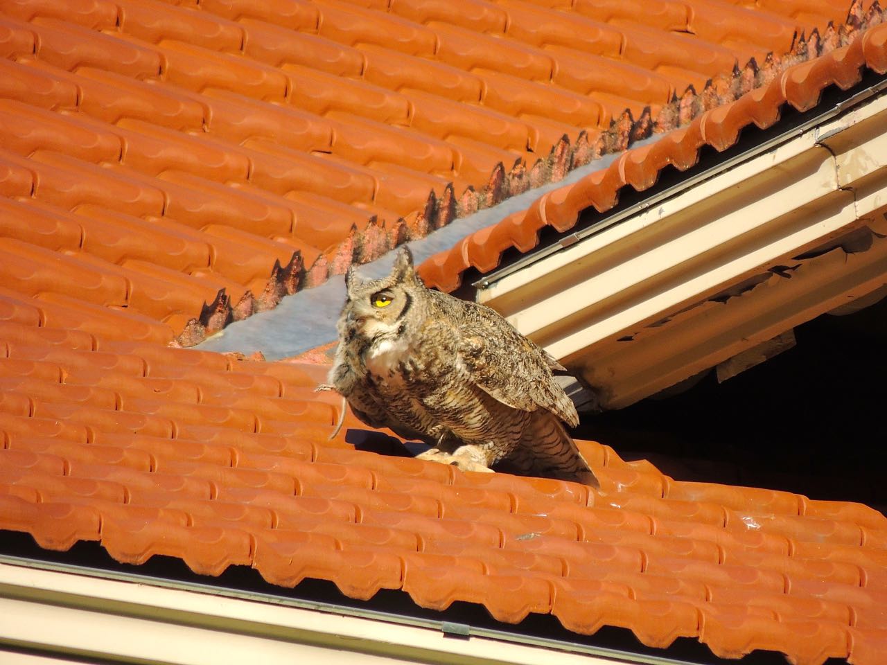 Great Horned Owl