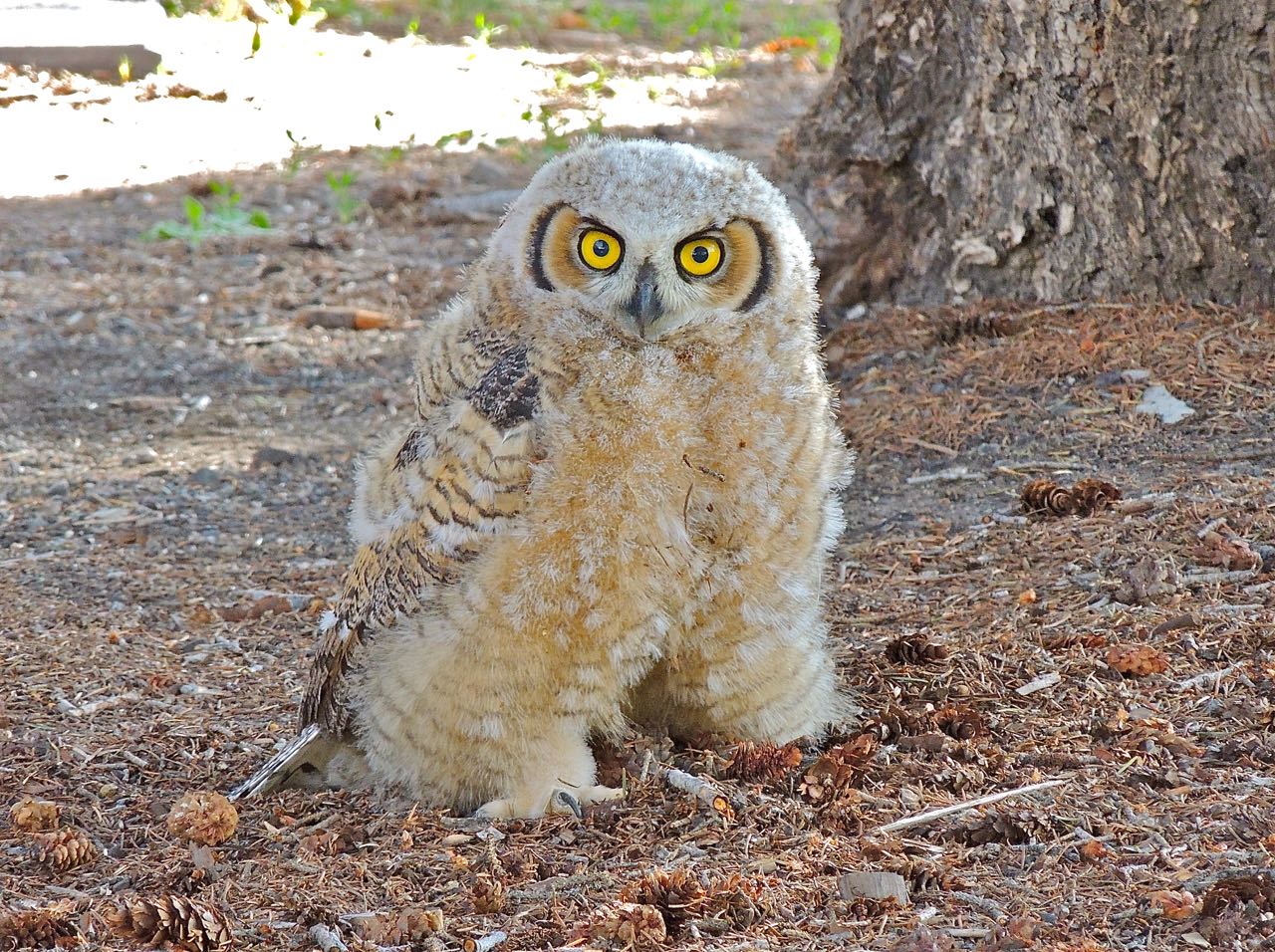 Great Horned Owlet