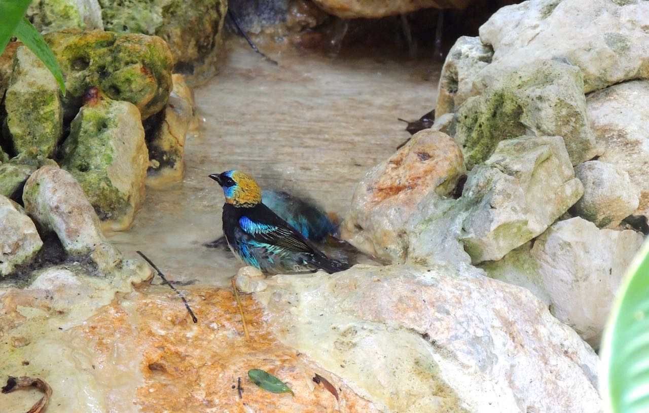 Golden-hooded Tanager