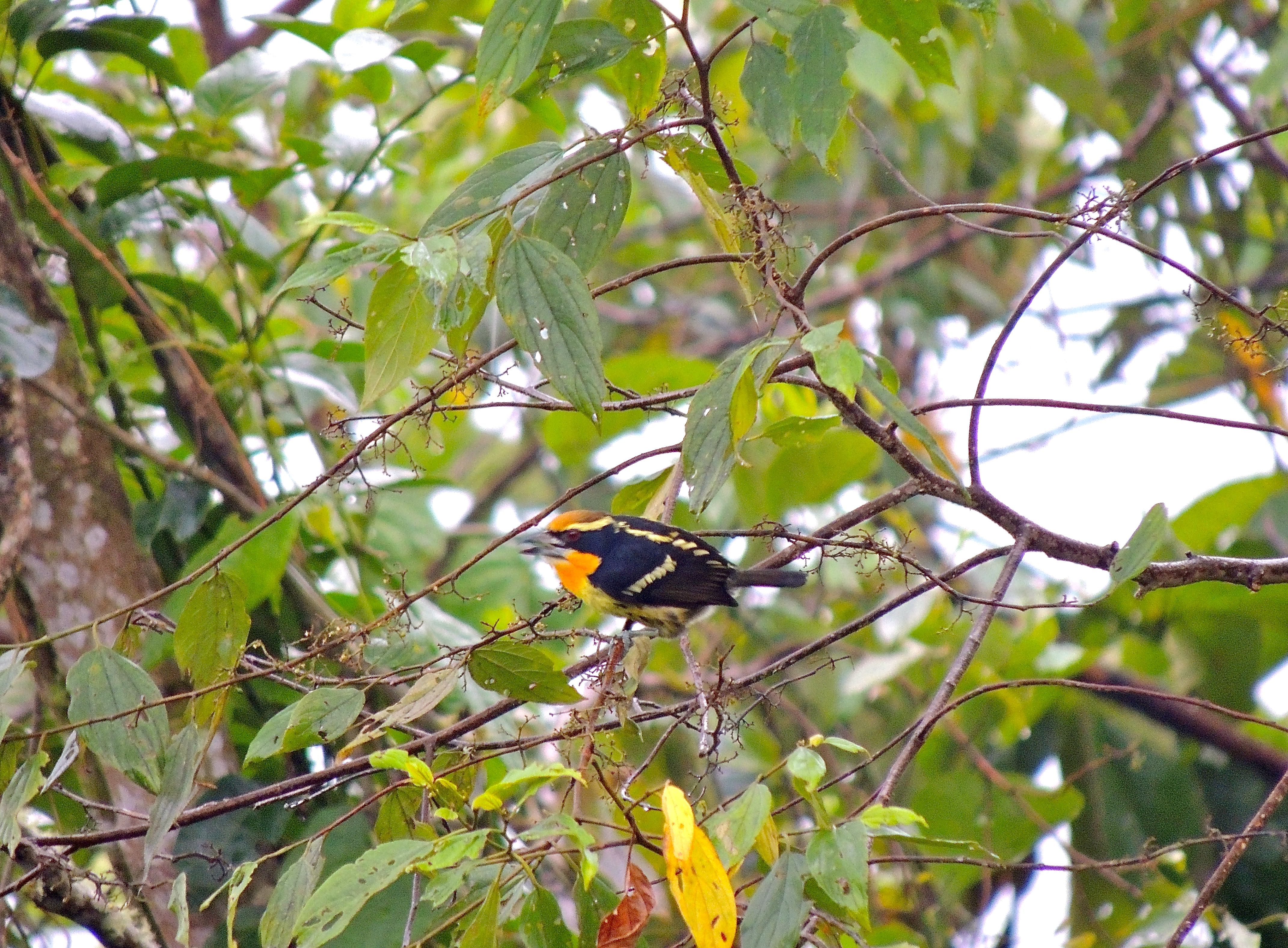 Gilded Barbet