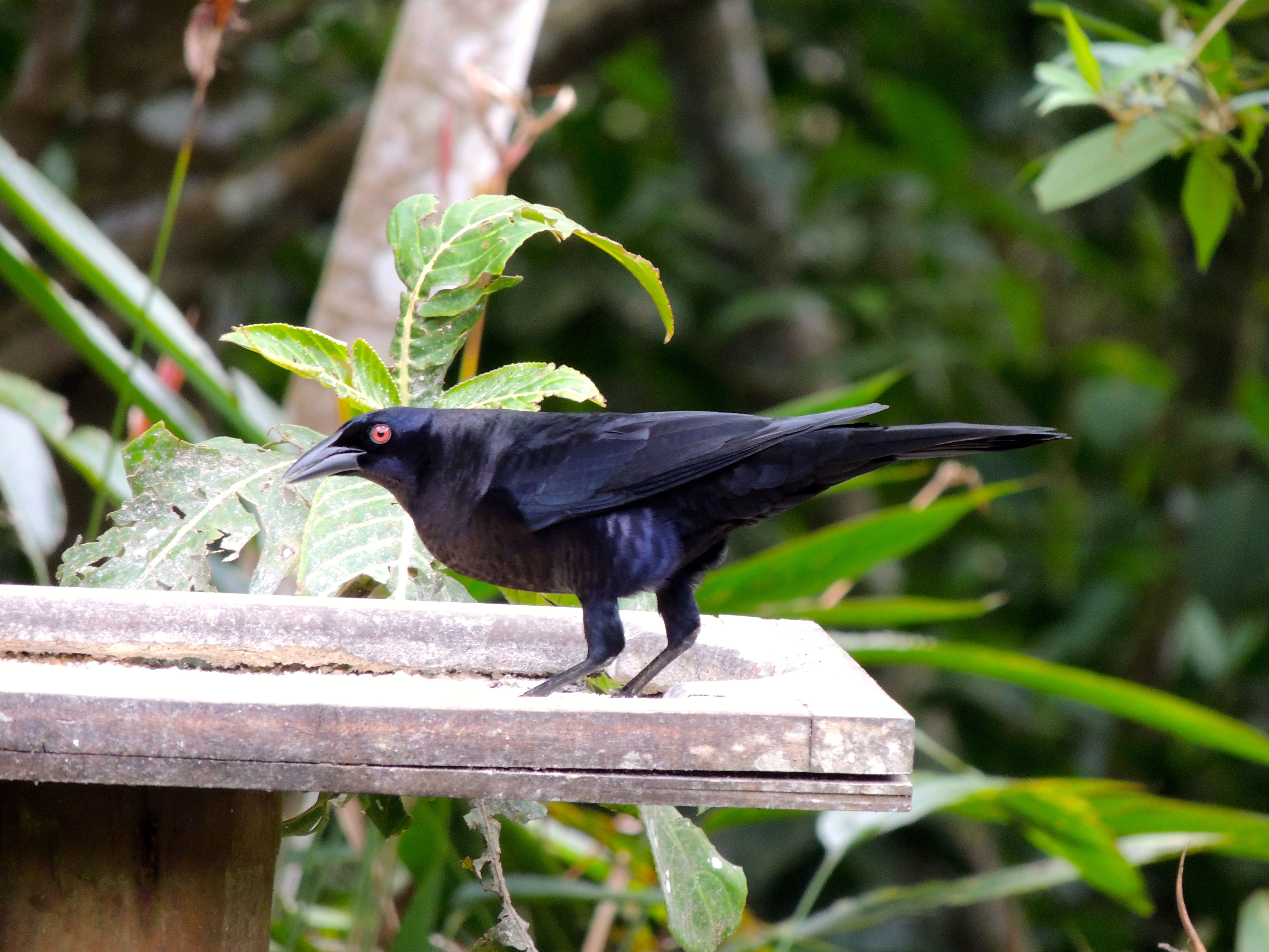 Giant Cowbird