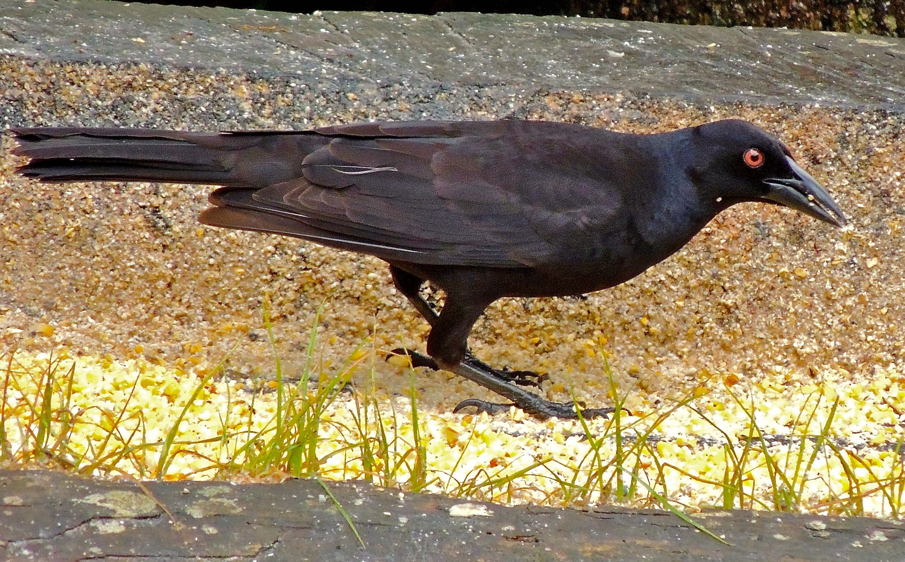 Giant Cowbird