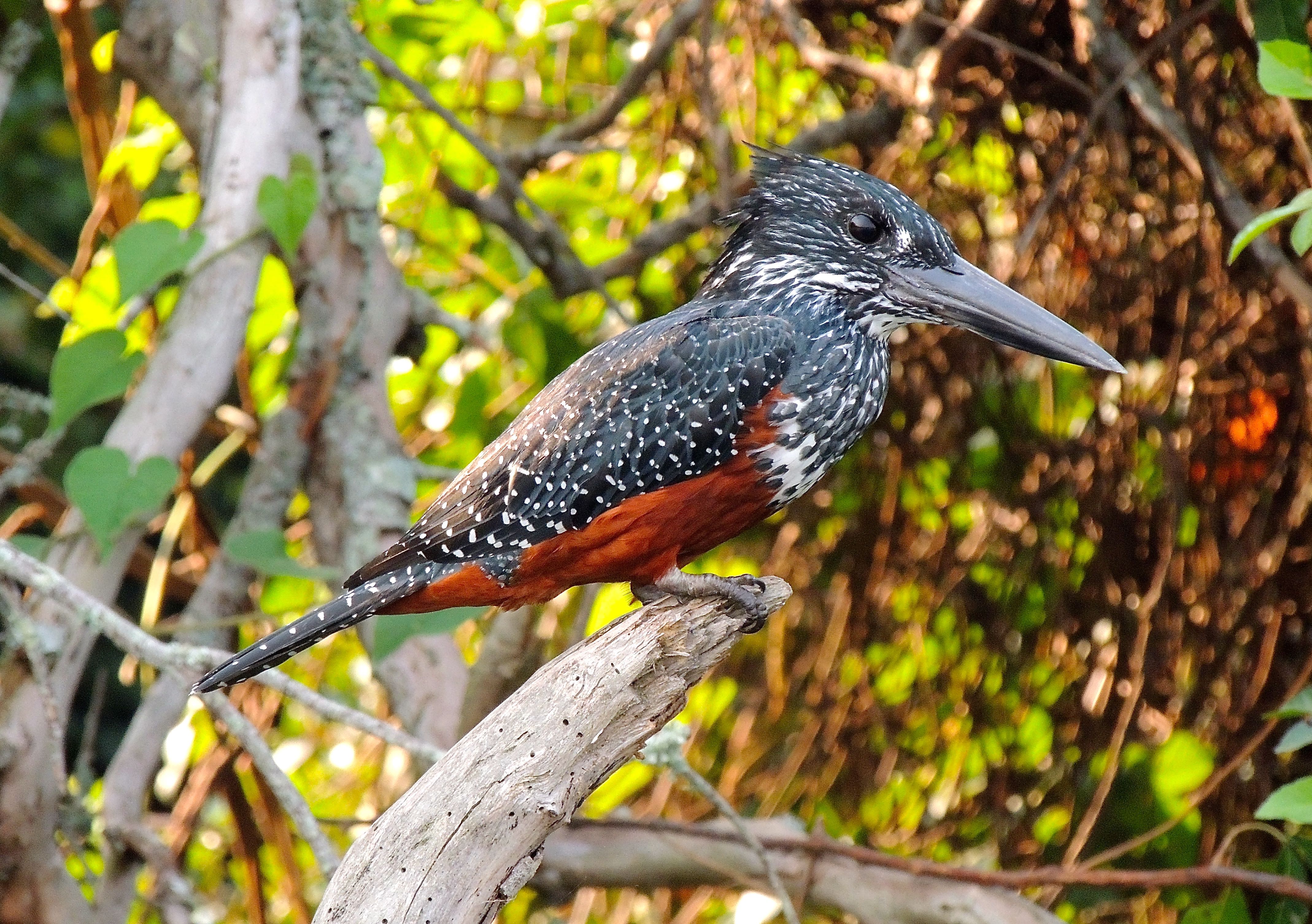 Giant Kingfisher