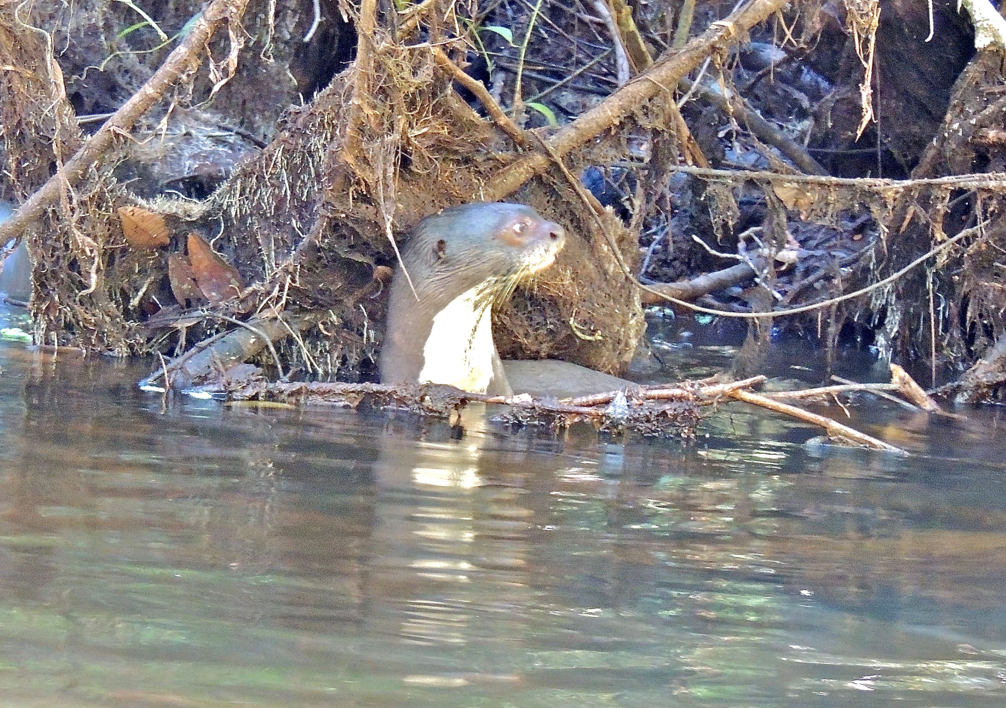 Giant Otter