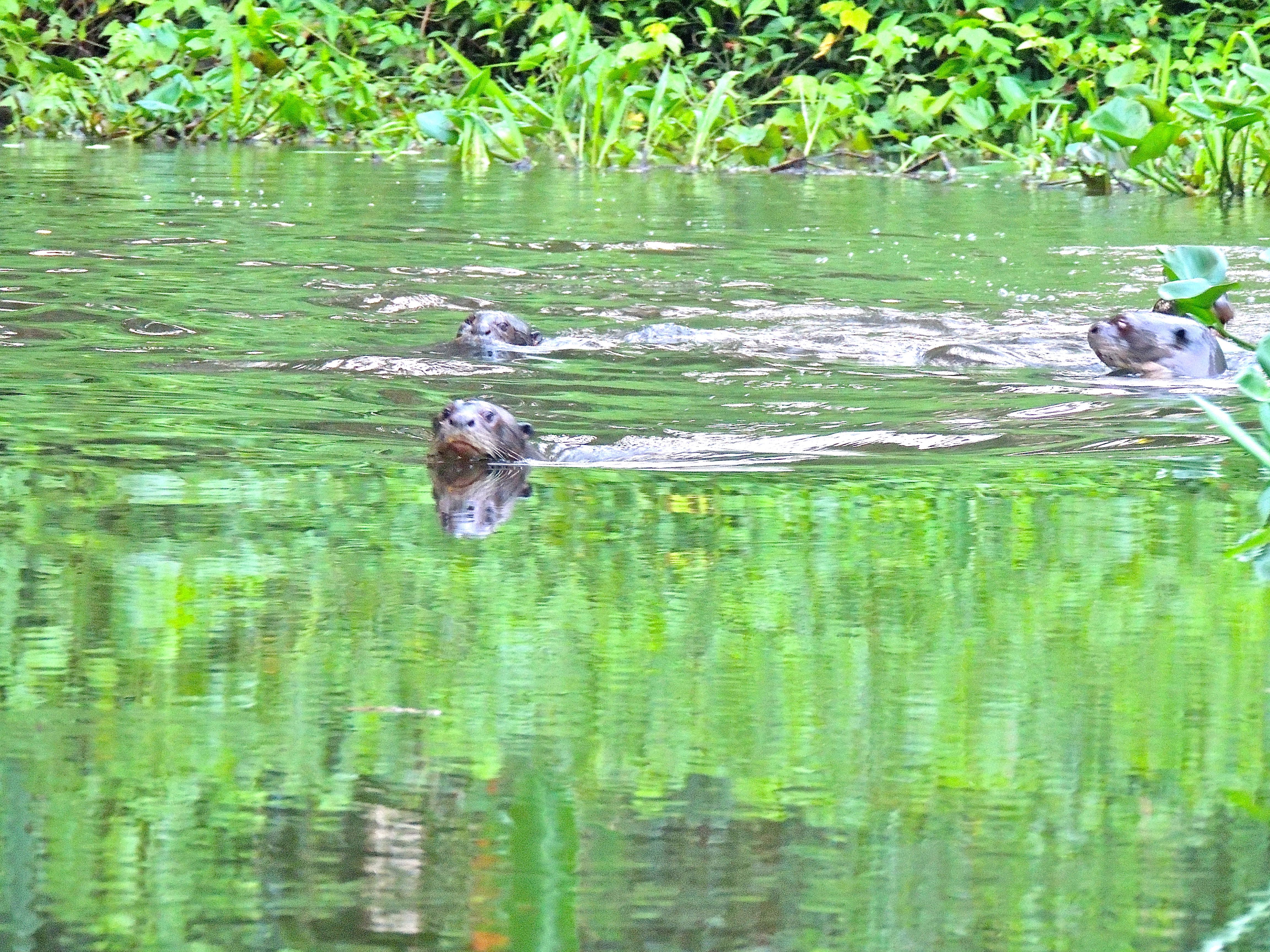 Giant Otters