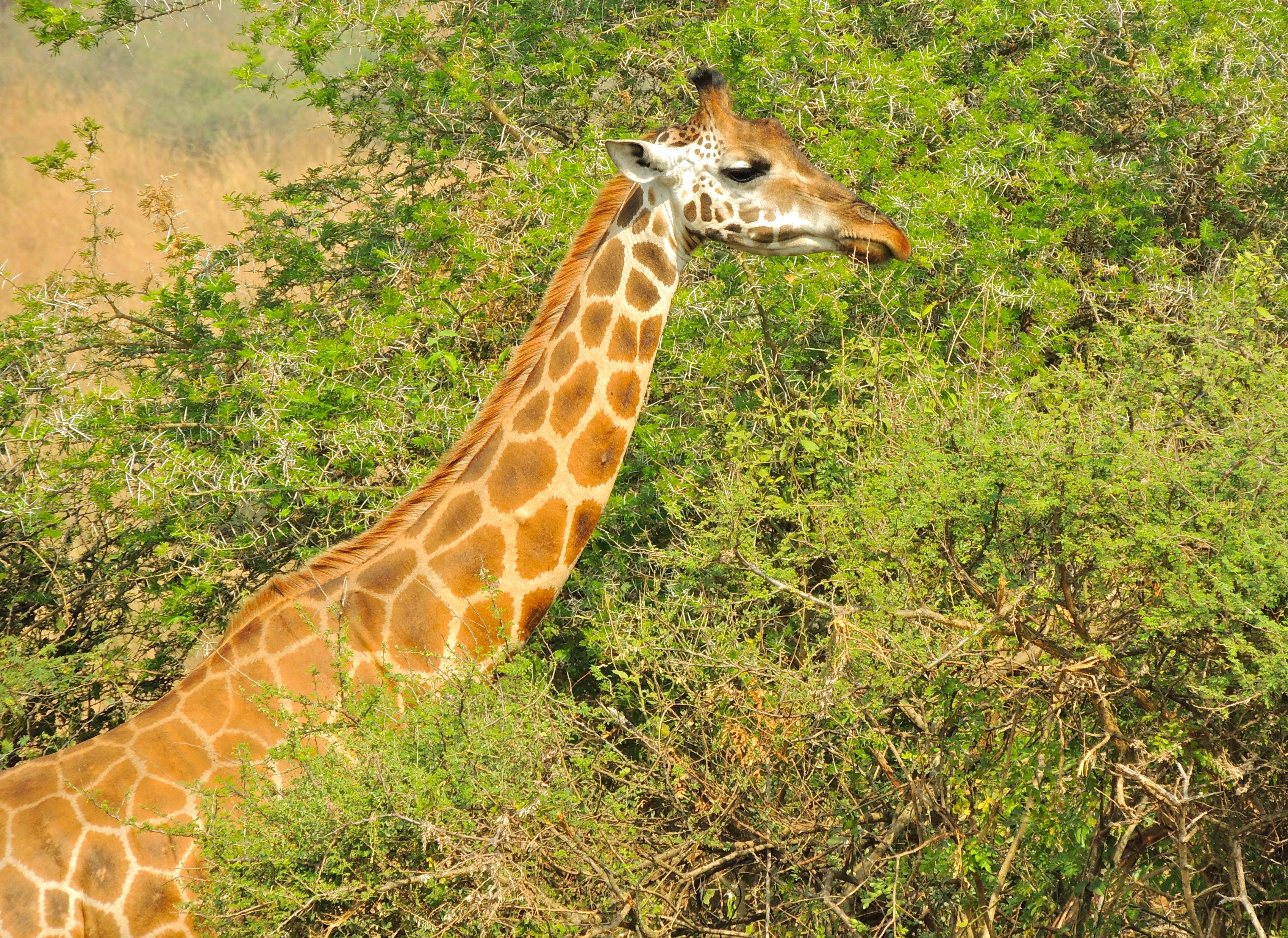 Rothschild's Giraffe