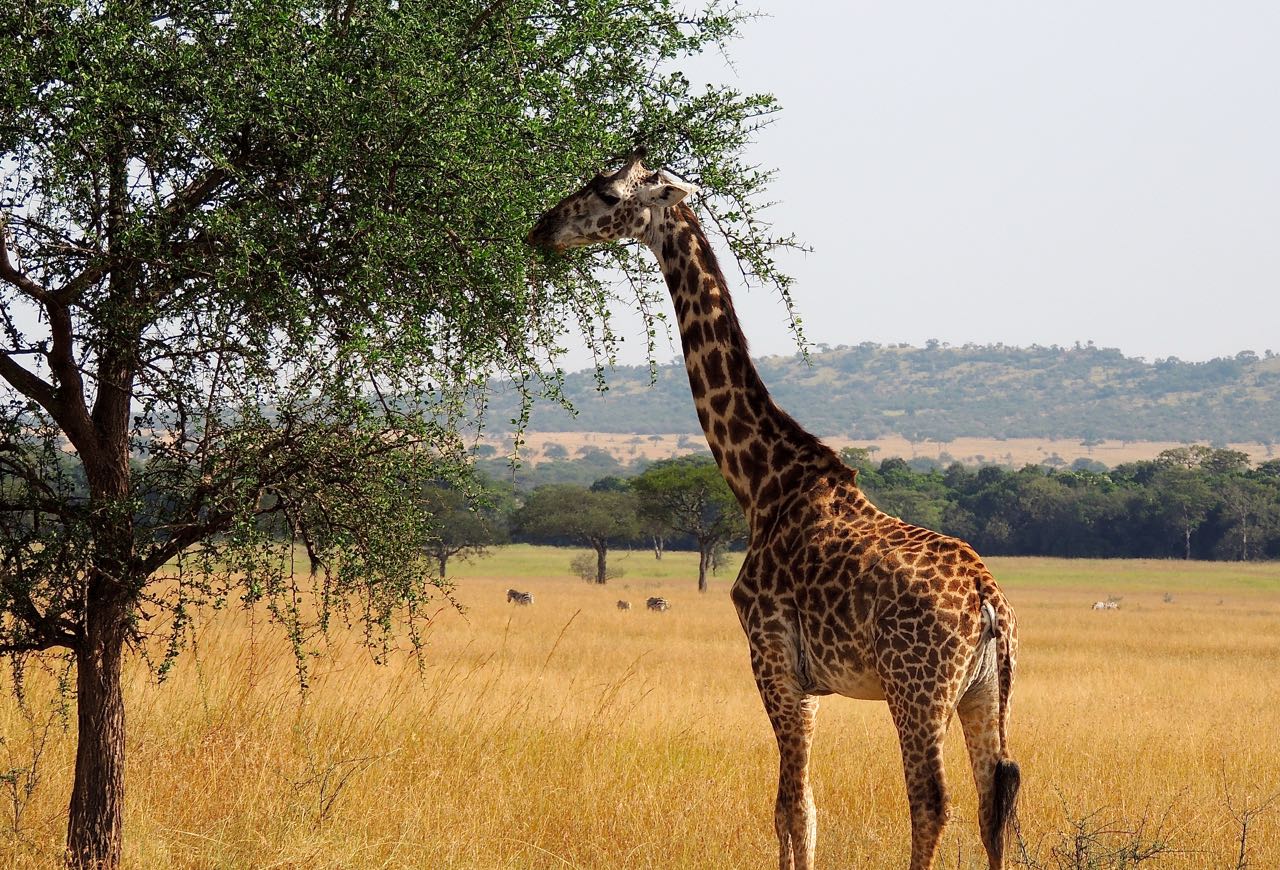 Common Giraffe