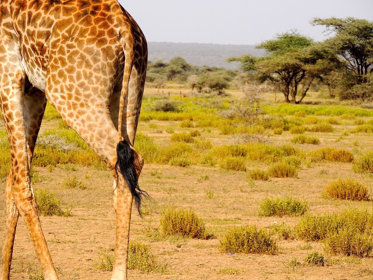 Common Giraffe Tail