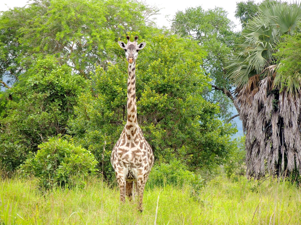 Common Giraffe