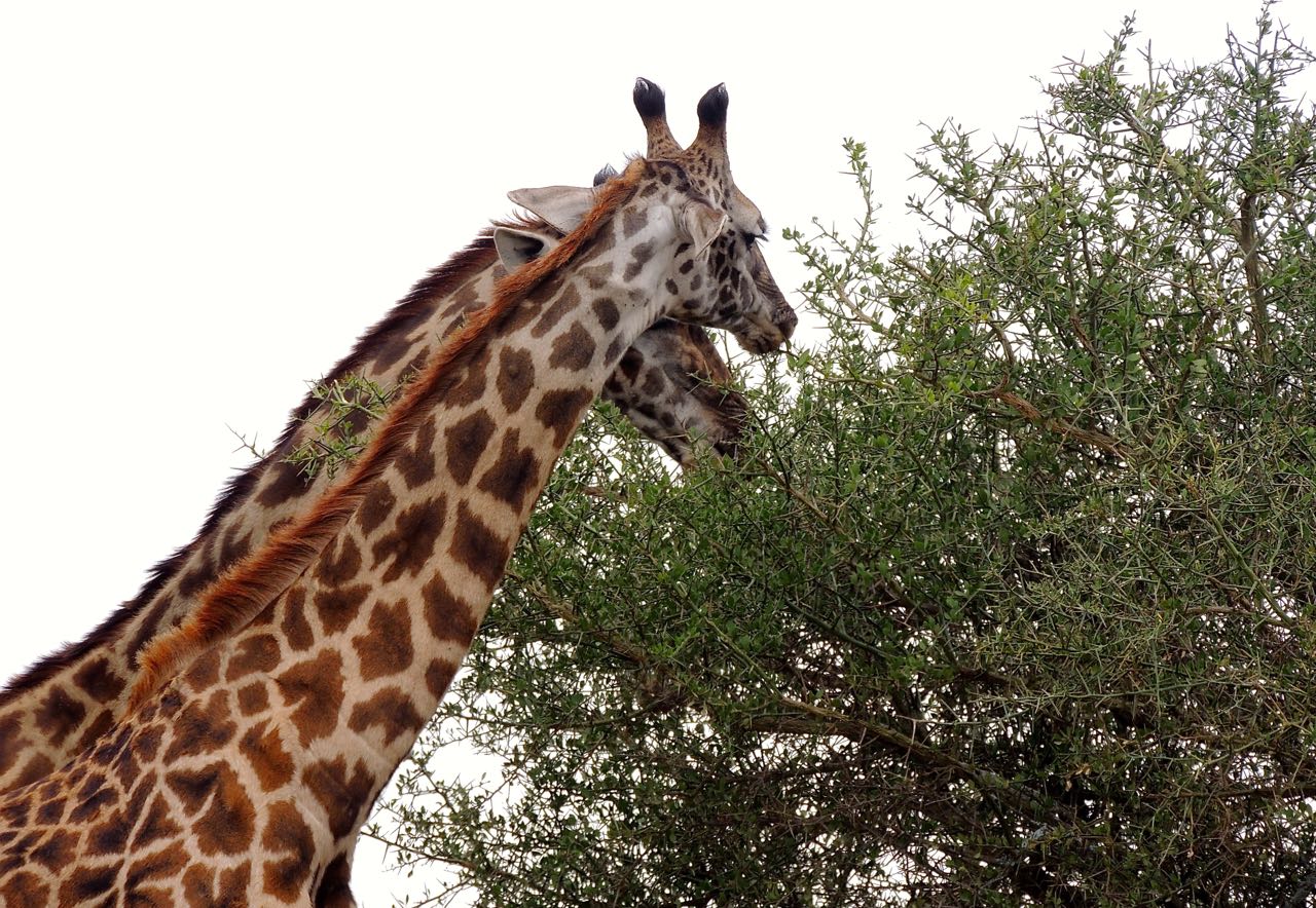 Common Giraffes