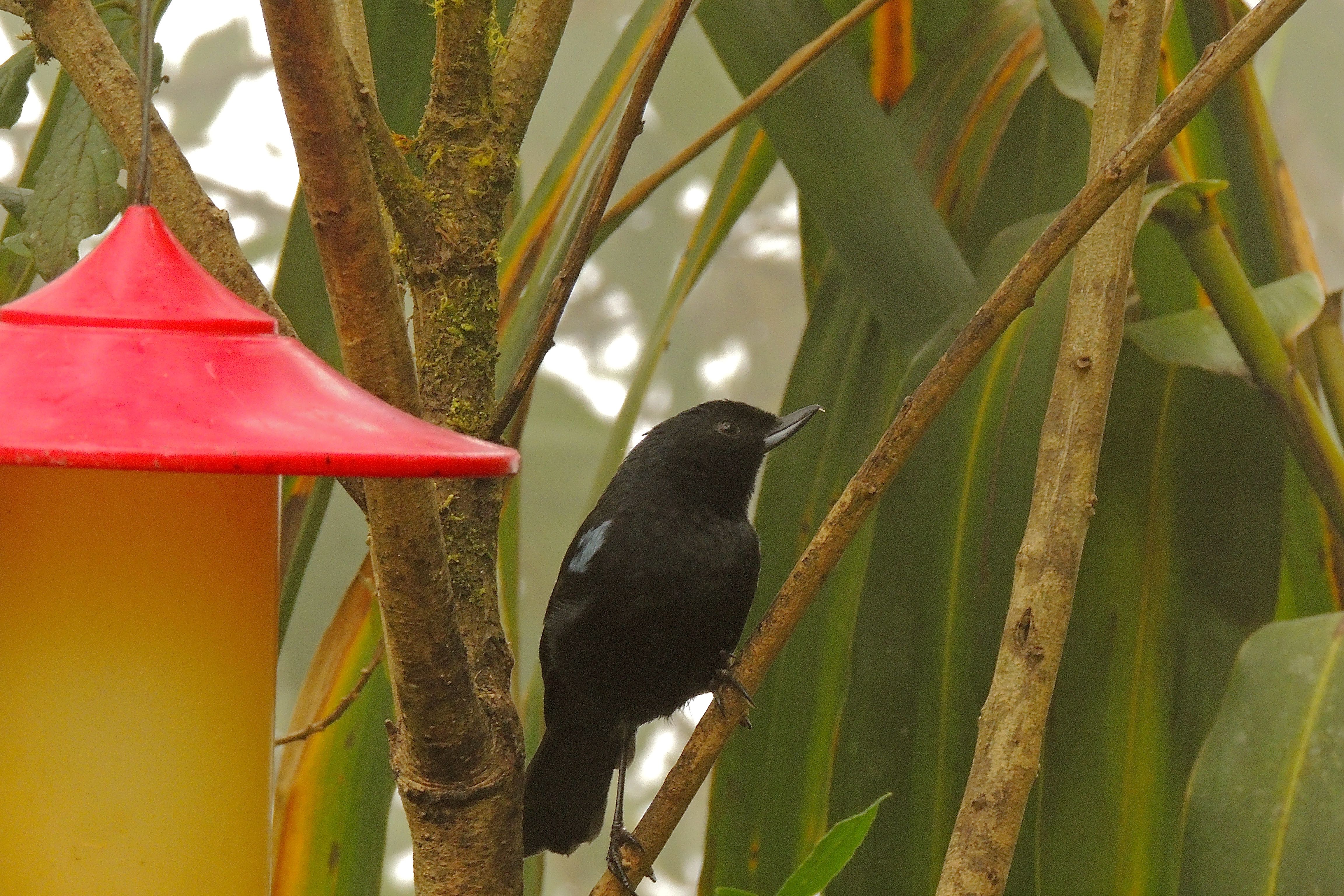 Glossy Flowerpiercer