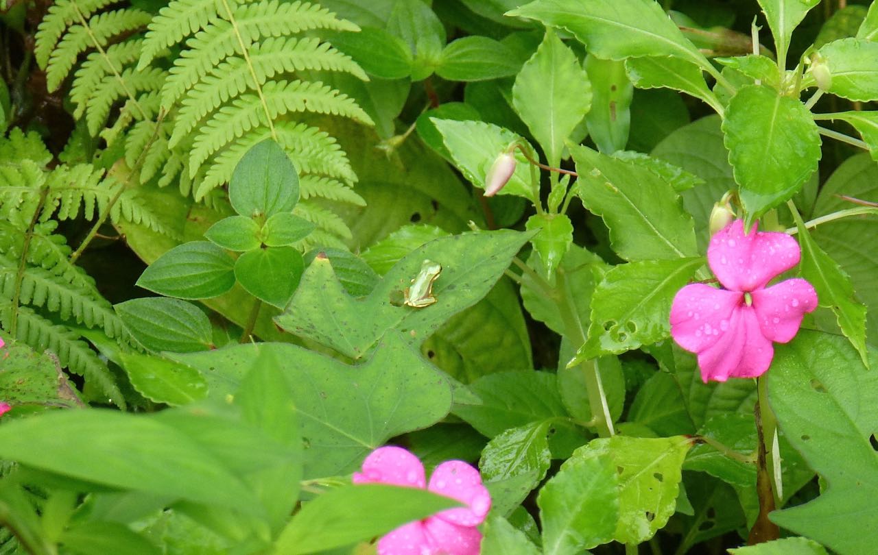 Glass Frog