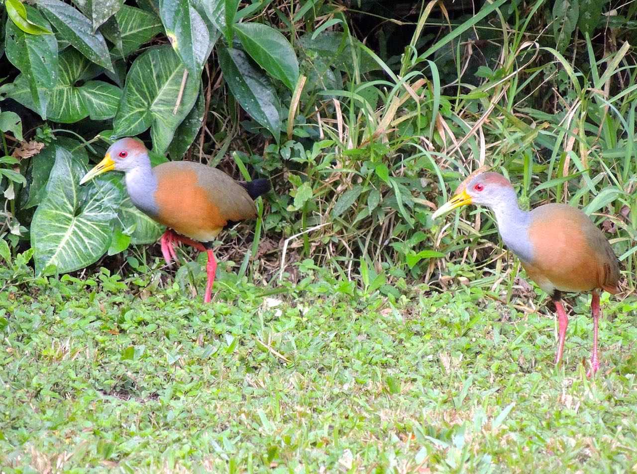 Gray-necked Wood-Rails