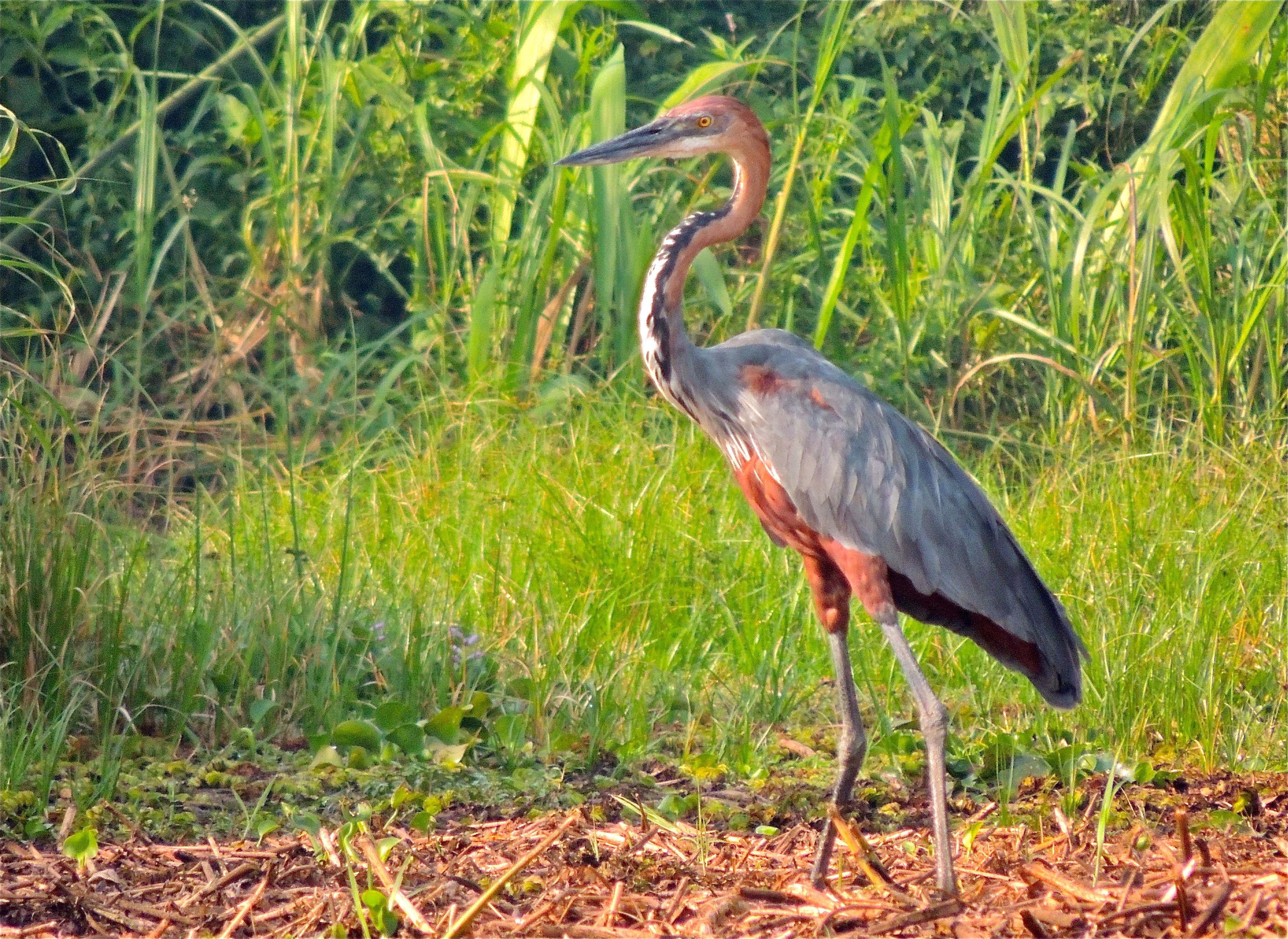 Goliath Heron