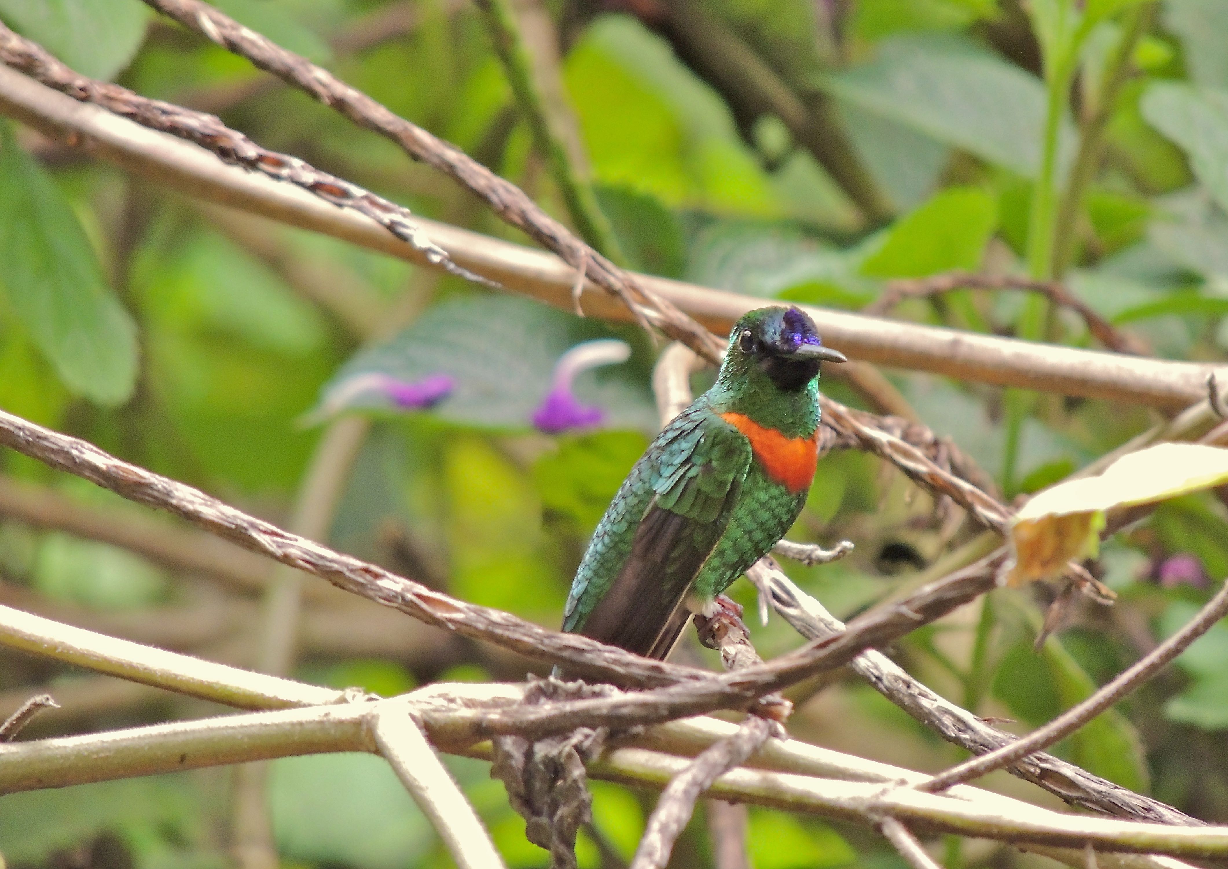 Gould's Jewelfront